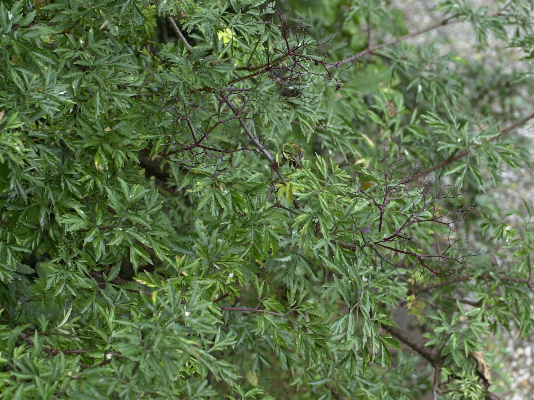 Afficher le média sambucus_nigra_laciniata1md sambucus_nigra_laciniata1md