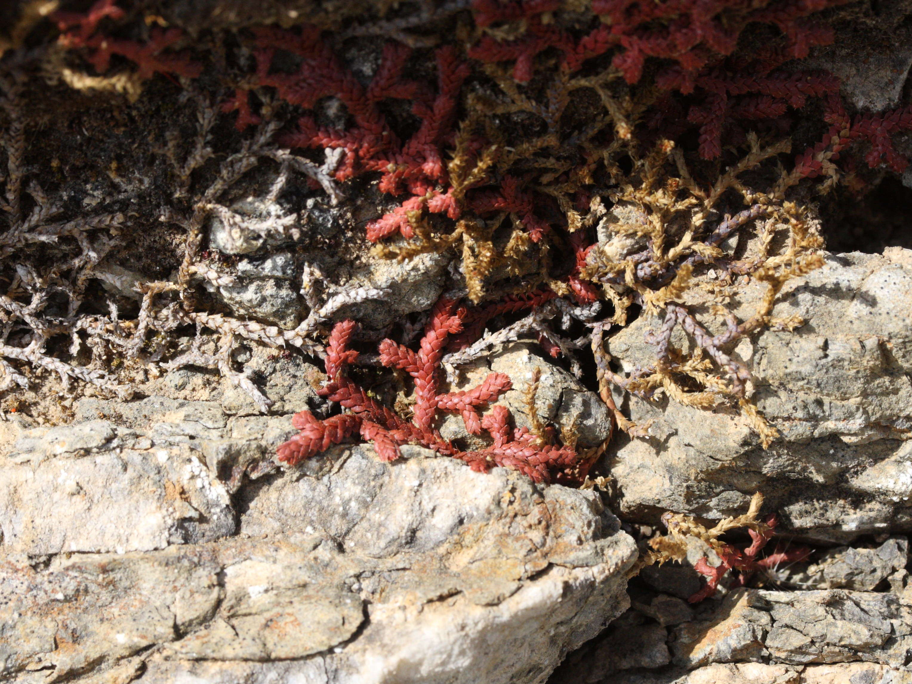 selaginella_denticulata1md