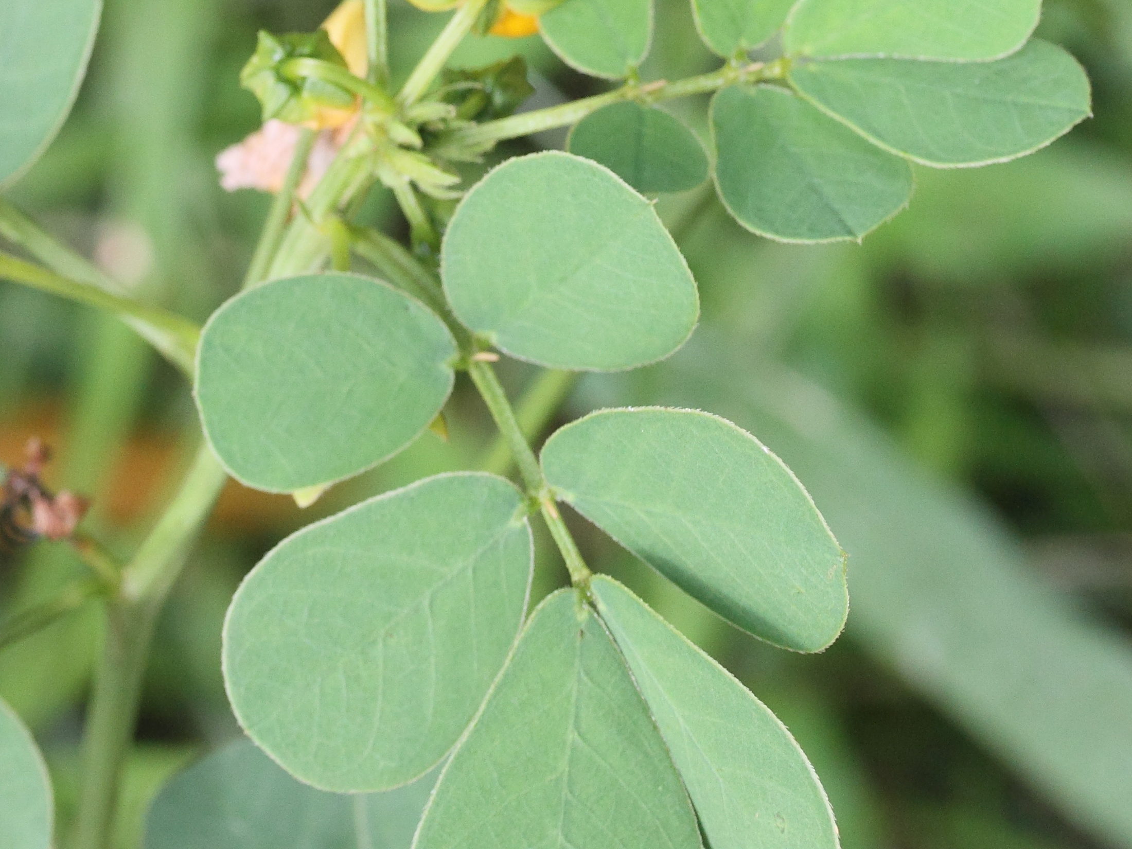 senna_obtusifolia3md