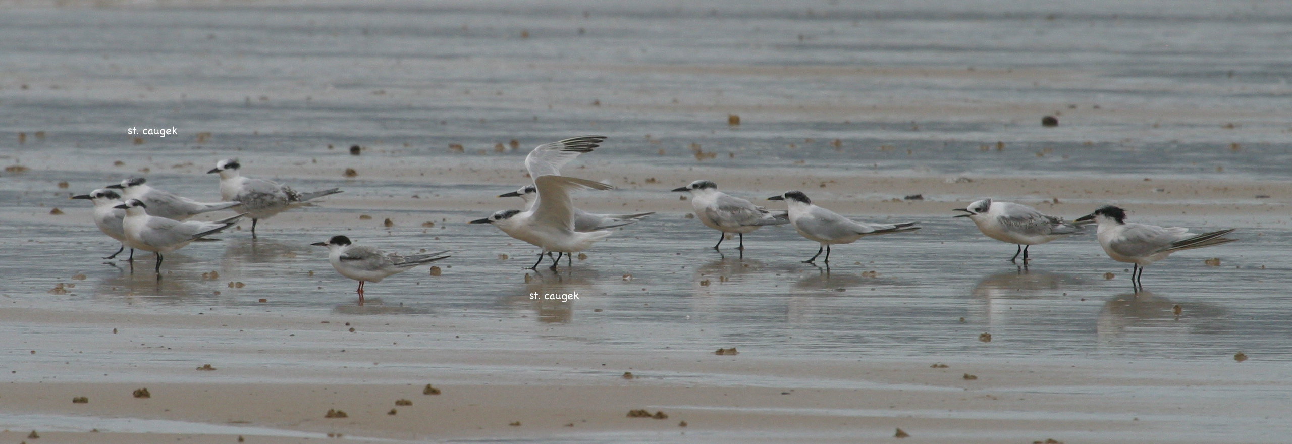 sterne_pierregarin_-_sterna_hirundo1bd