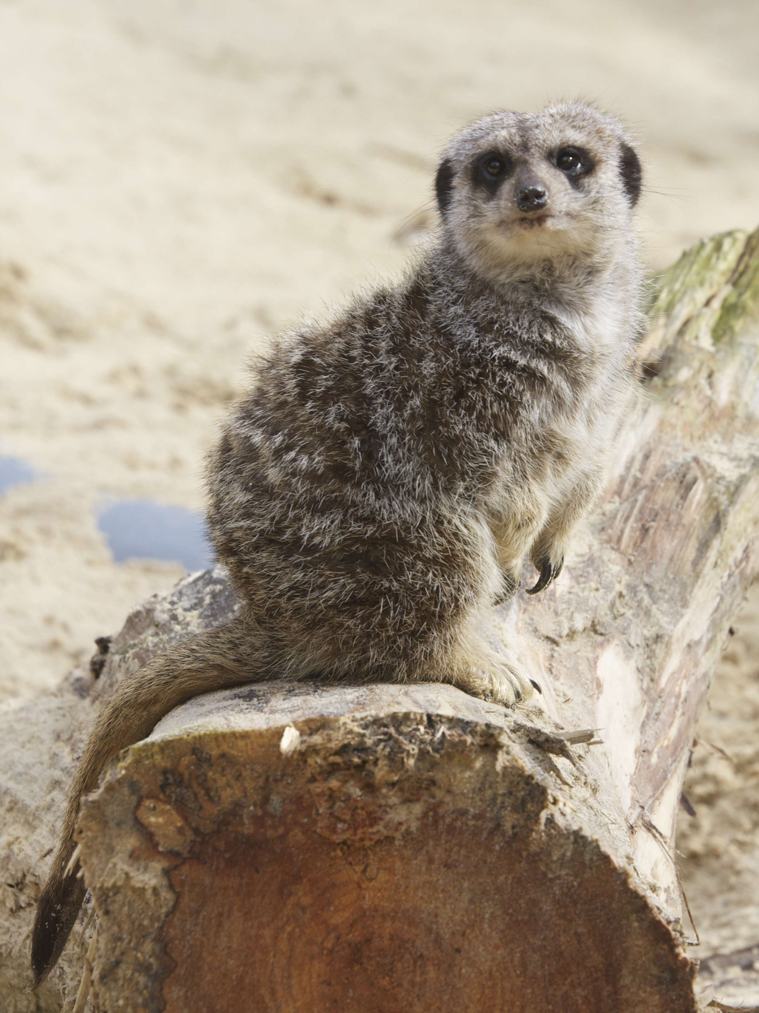 suricata_suricata1md