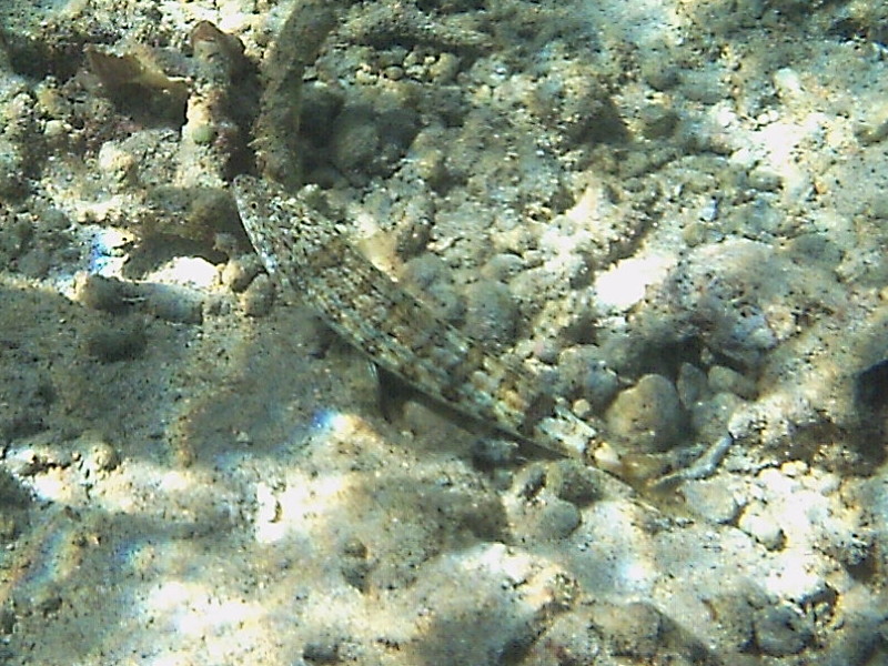 Synodus_dermatogenys