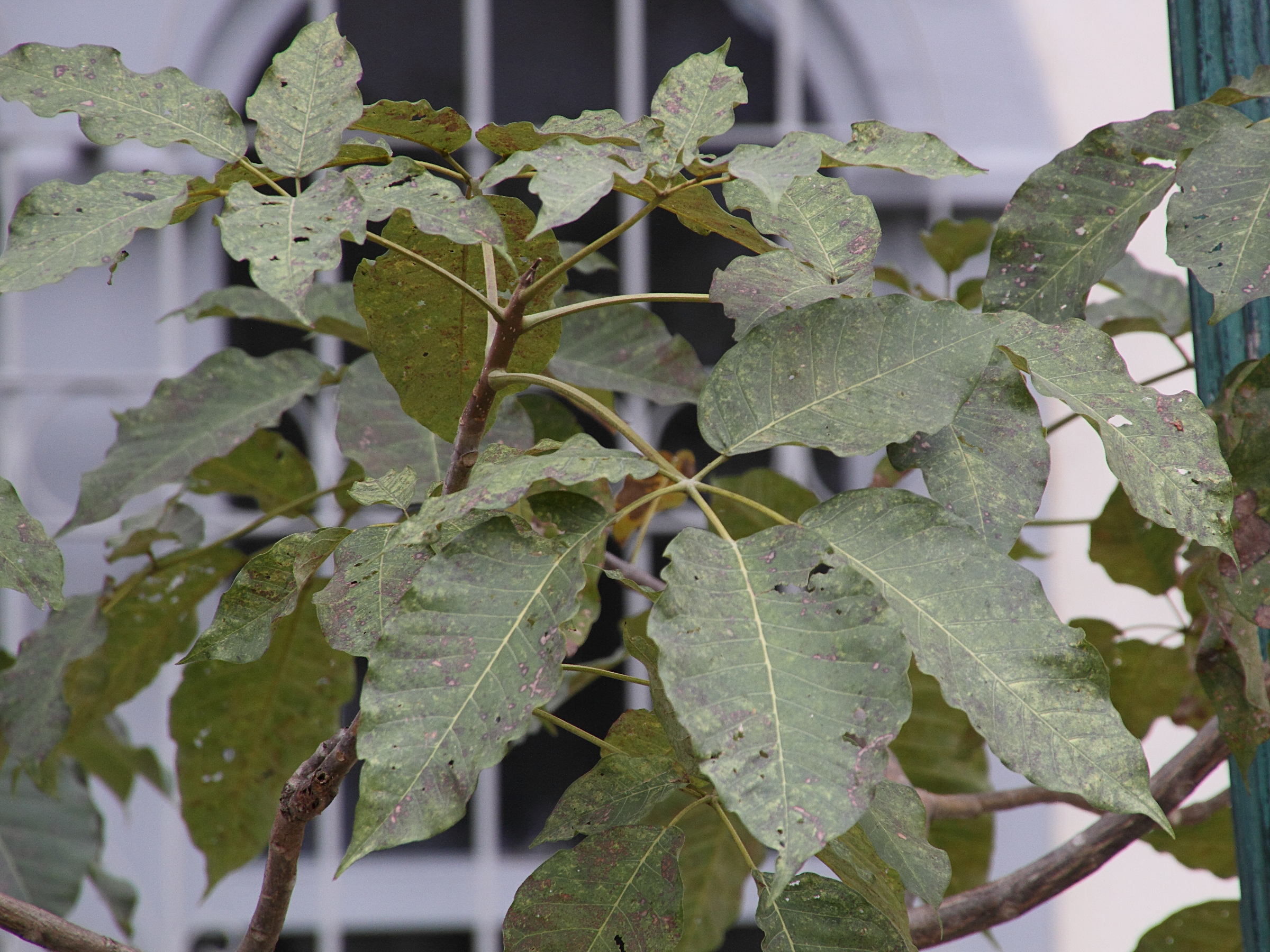 Afficher le média tabebuia_rosea4md tabebuia_rosea4md