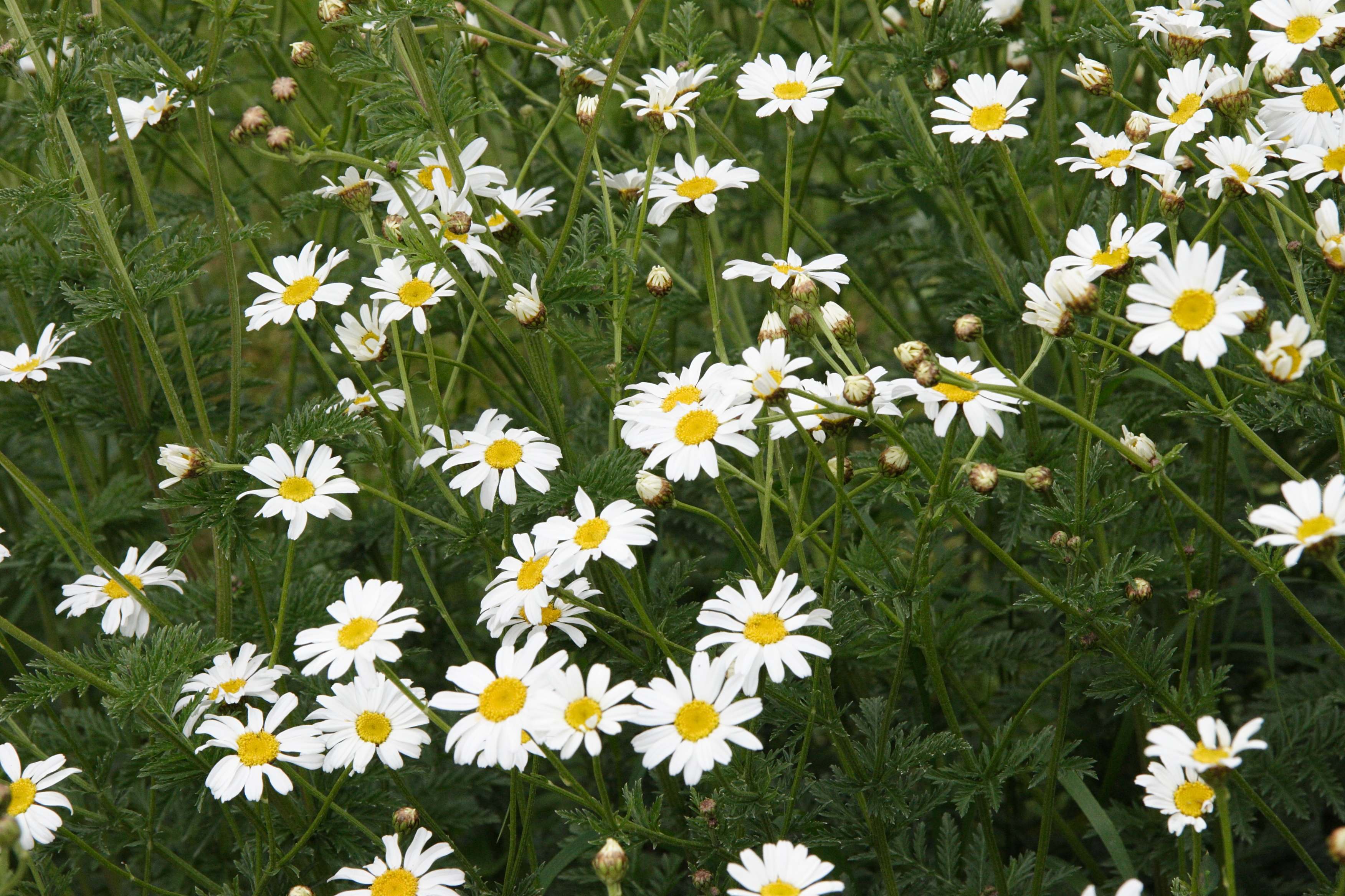 tanacetum_corymbosum_corymbosum3md