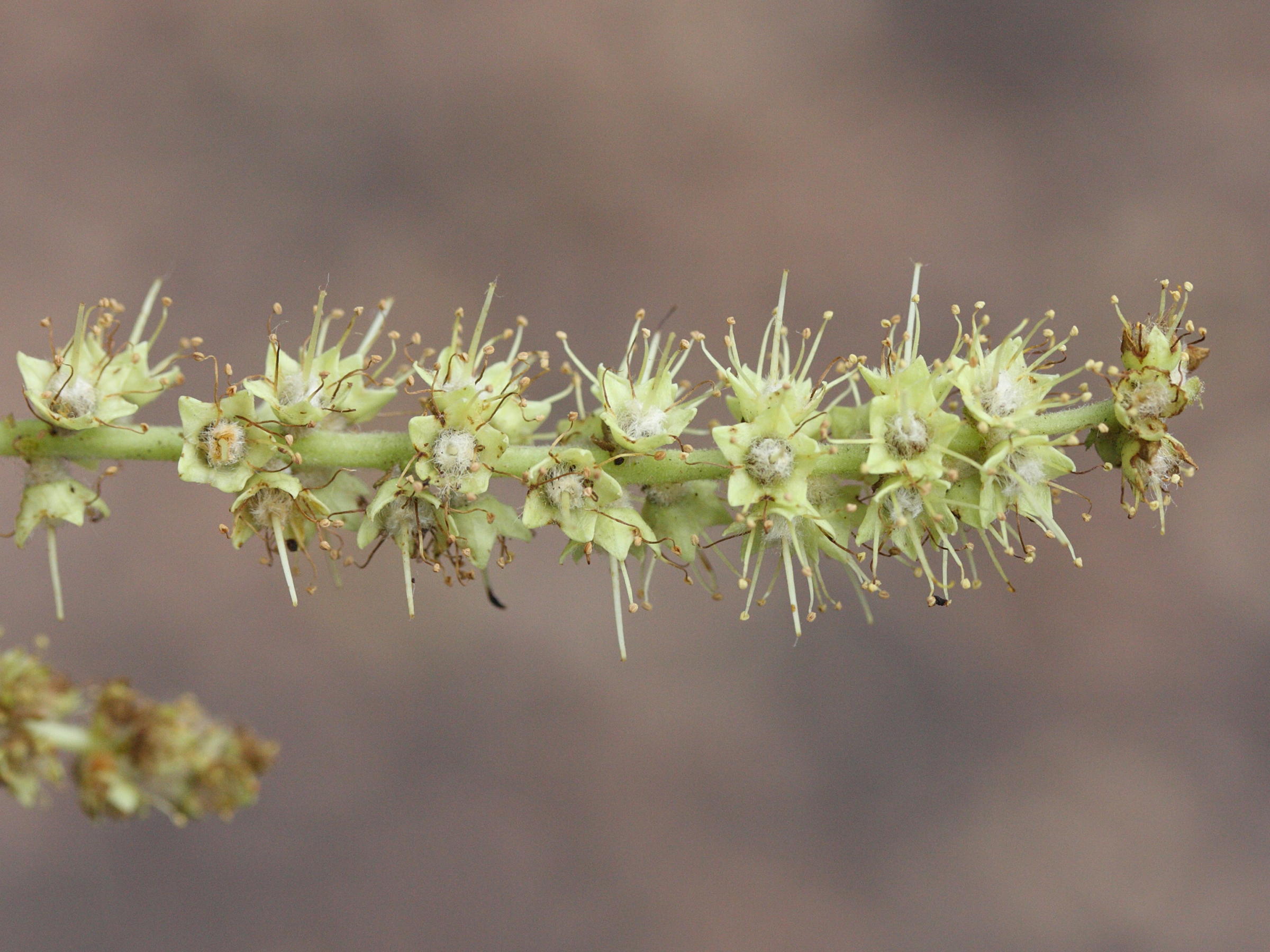 terminalia_arjuna3md