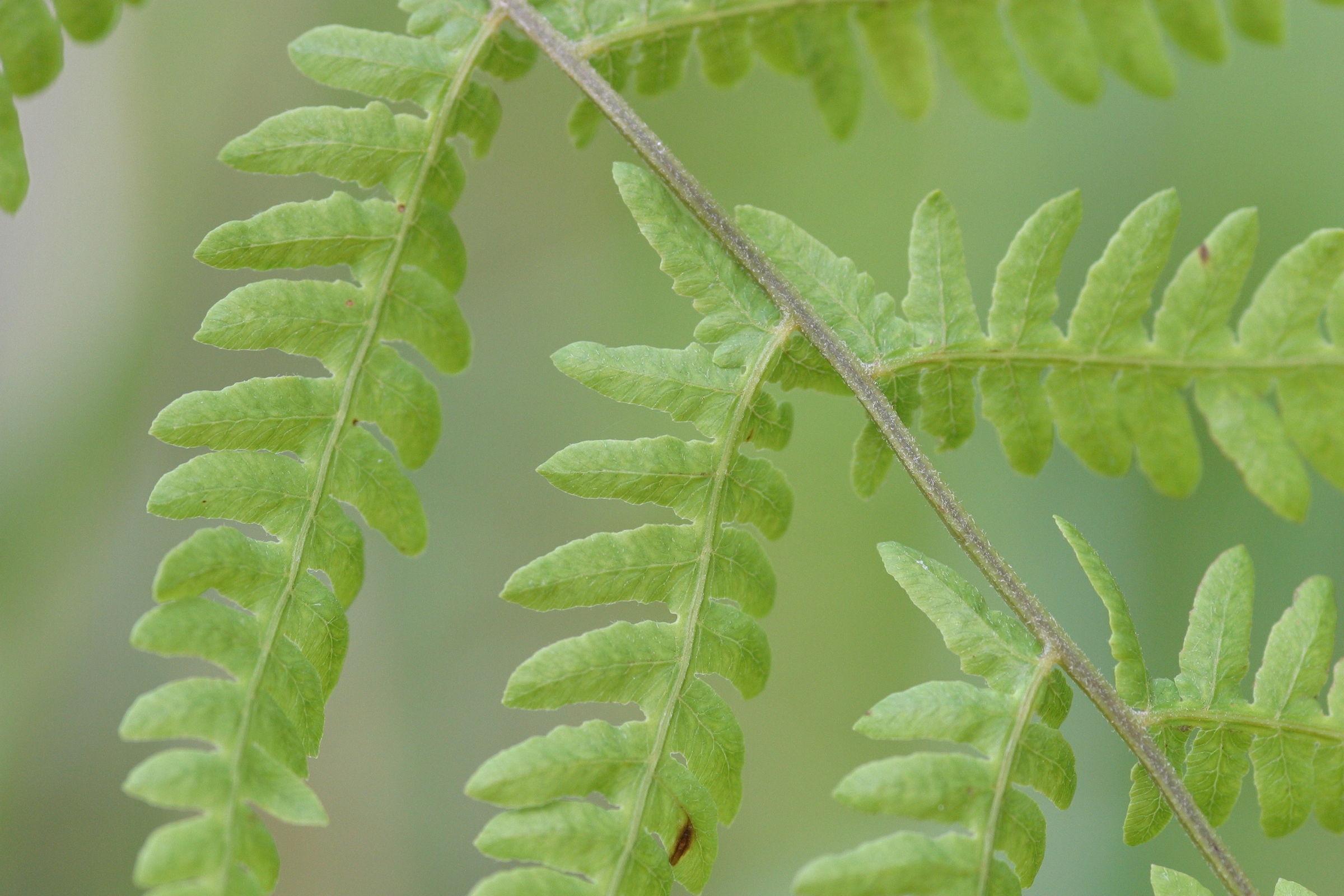 Afficher le média thelypteris_palustris4bd thelypteris_palustris4bd