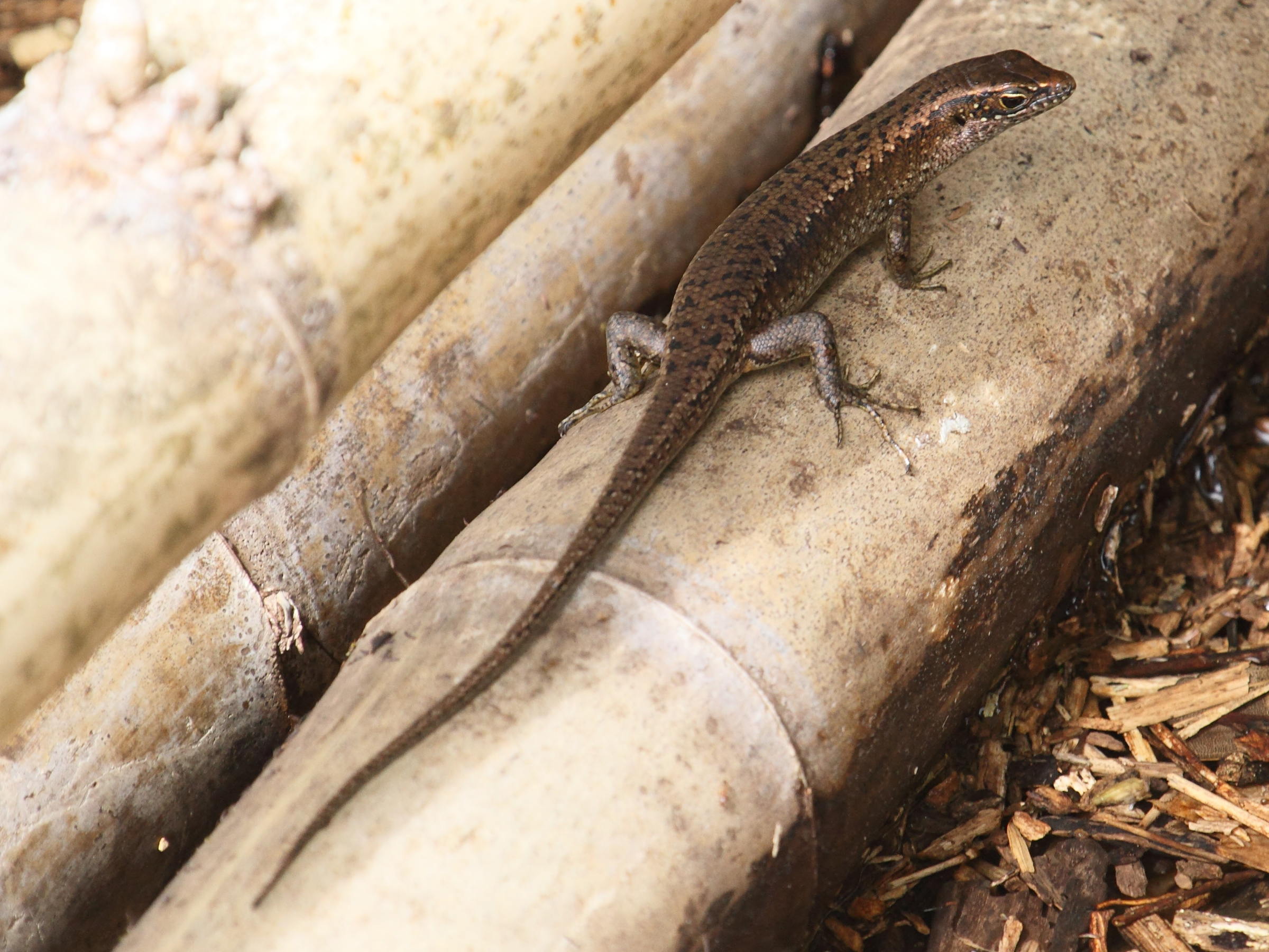 trachylepis_maculilabris_comorensis2bd