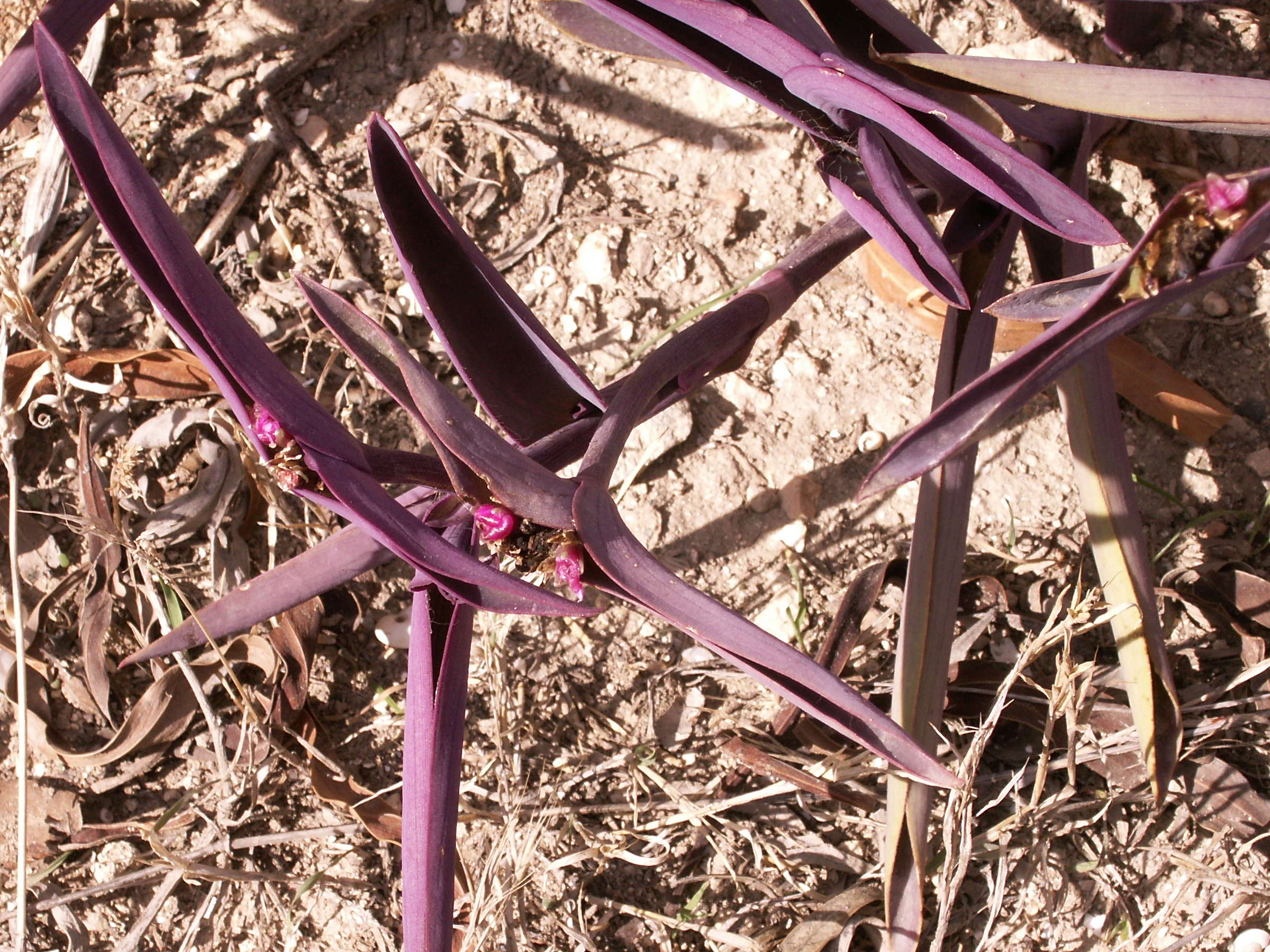 tradescantia_pallida3bd