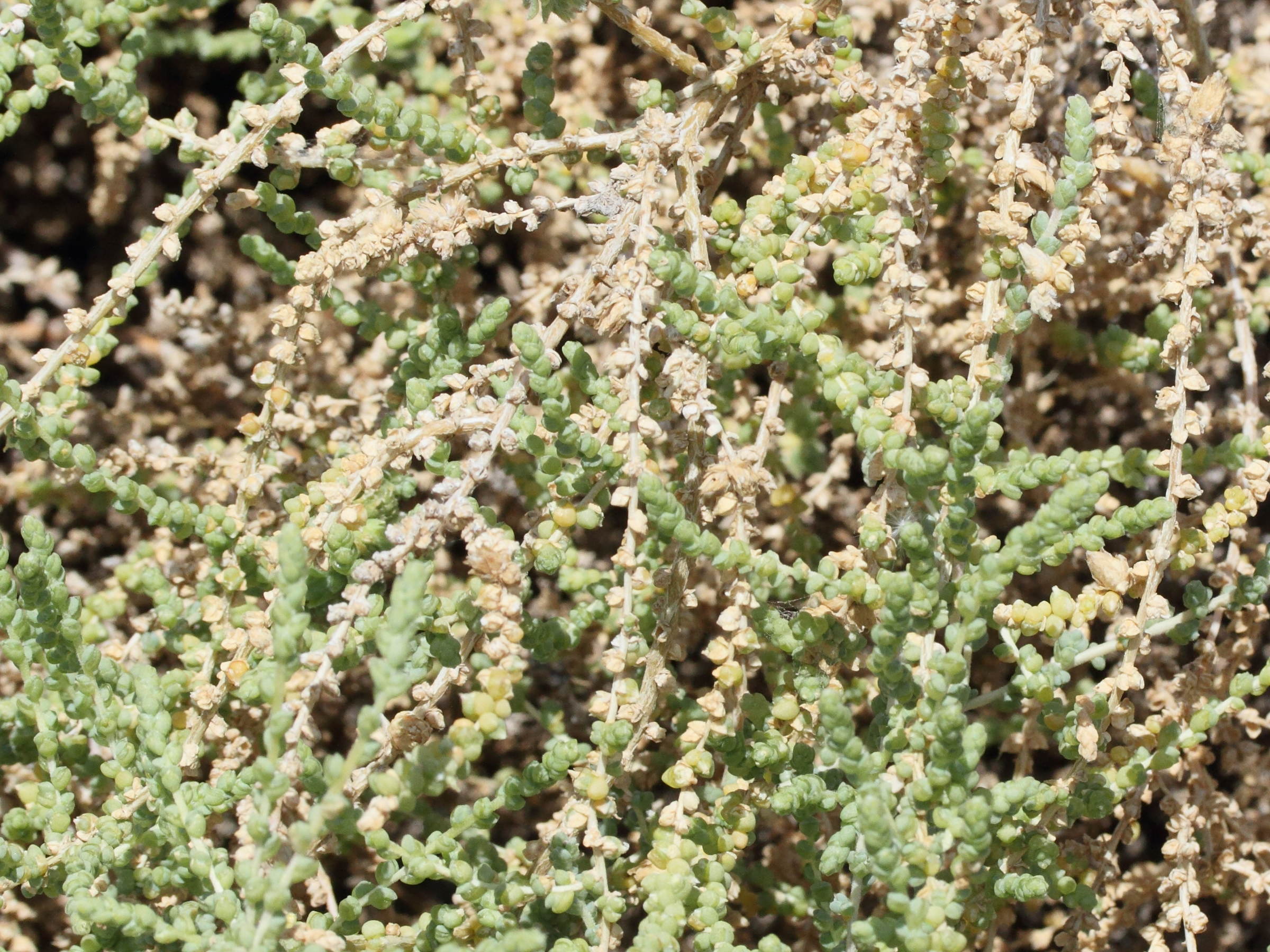 traganum_moquinii2md