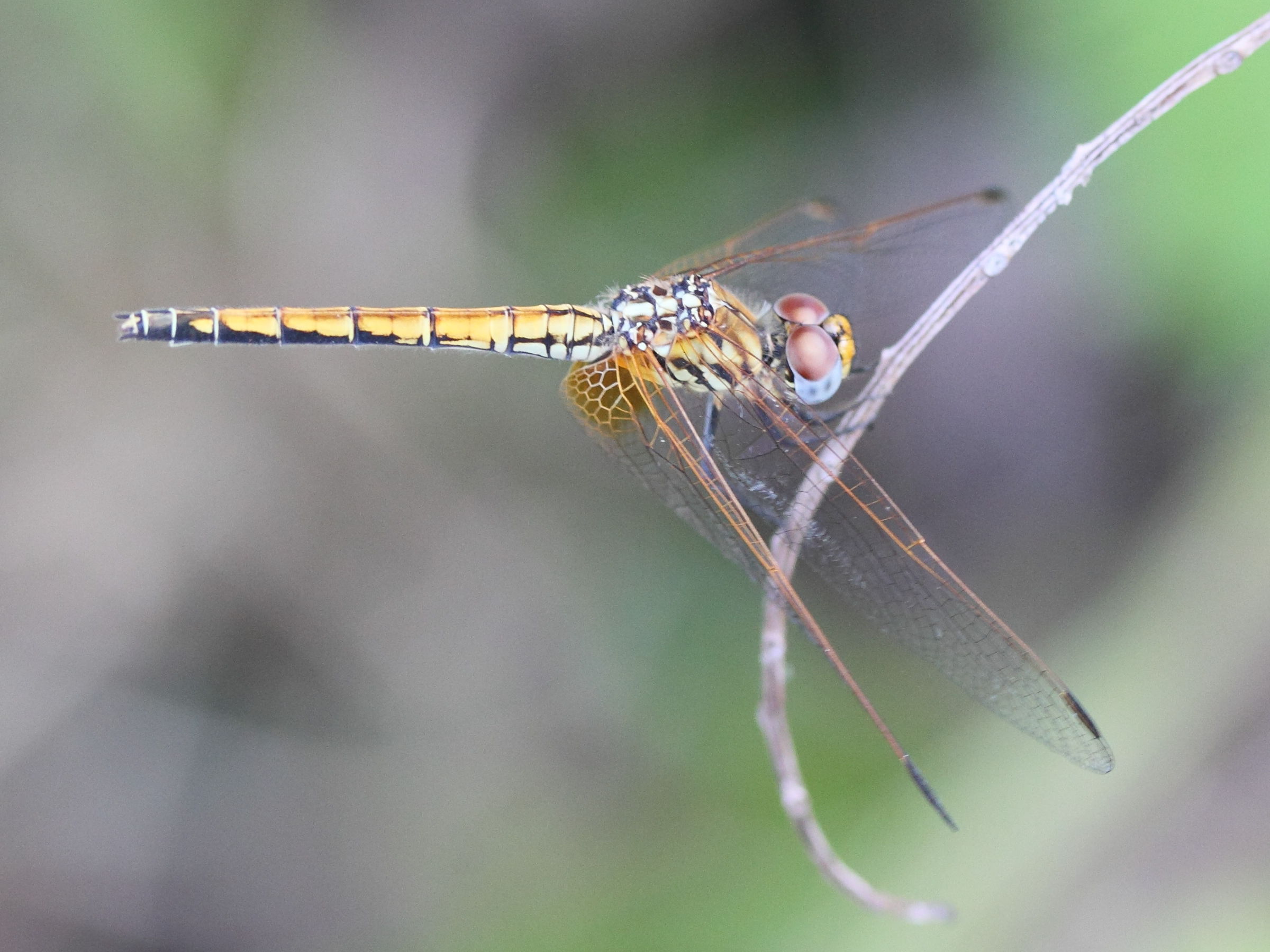 trithemis_arteriosa2md