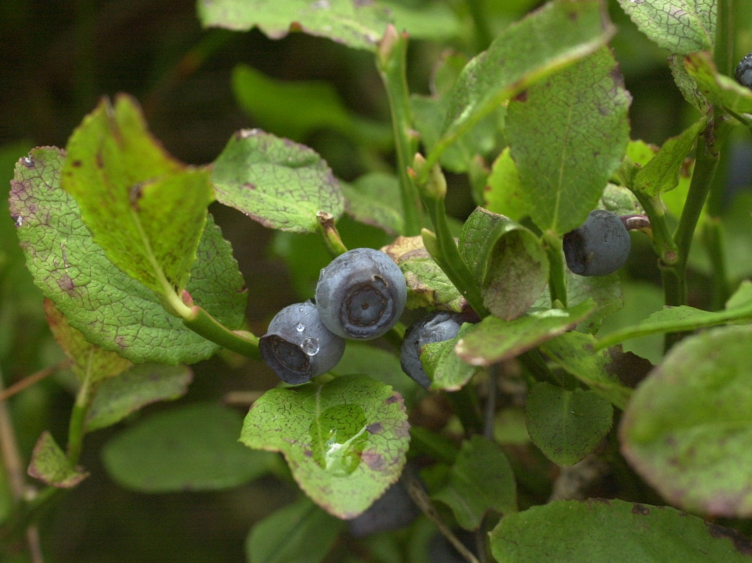 Afficher le média vaccinium_myrtillus2md vaccinium_myrtillus2md