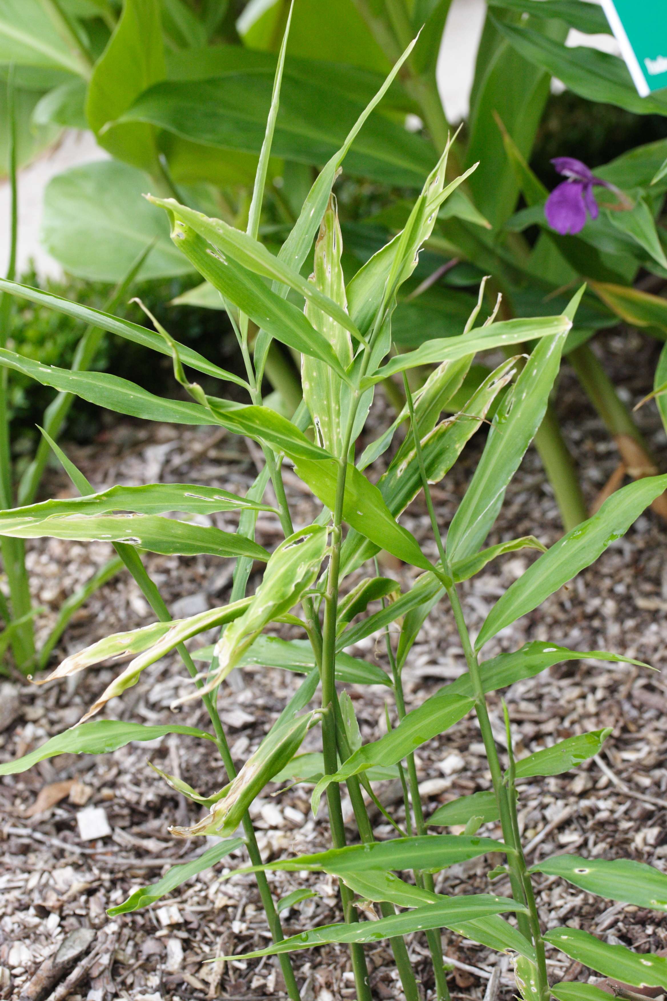 zingiber_officinalis1md