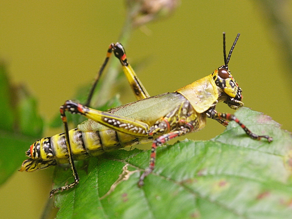 zonocerus_variegatus1md