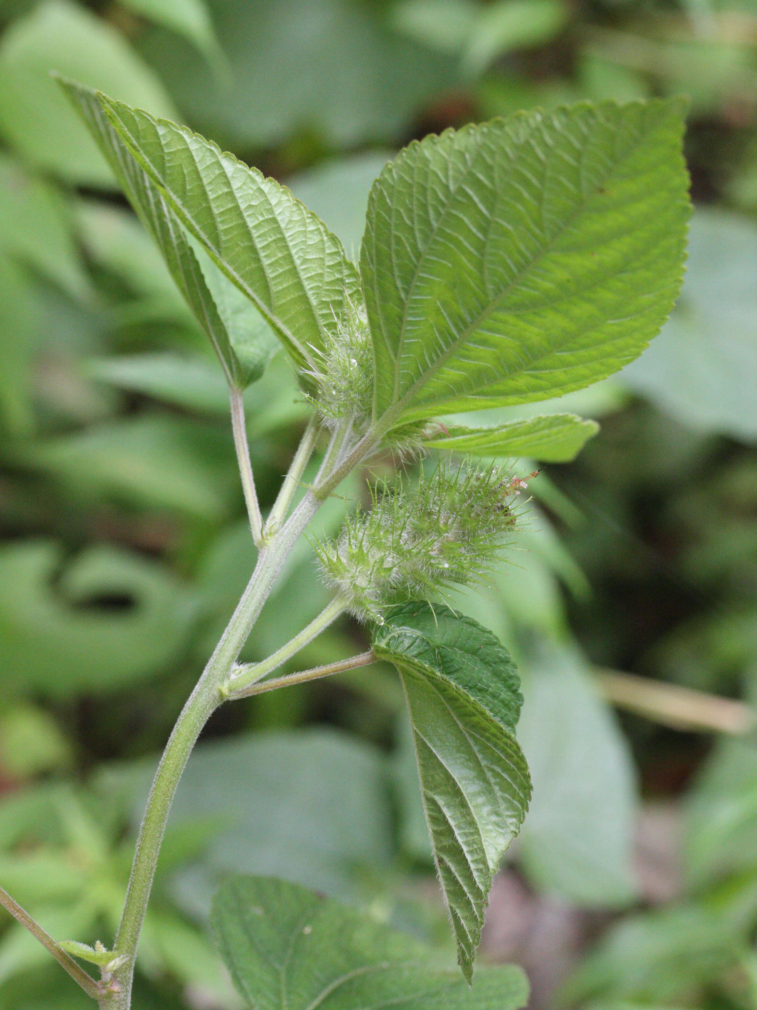 acalypha_arvensis4md