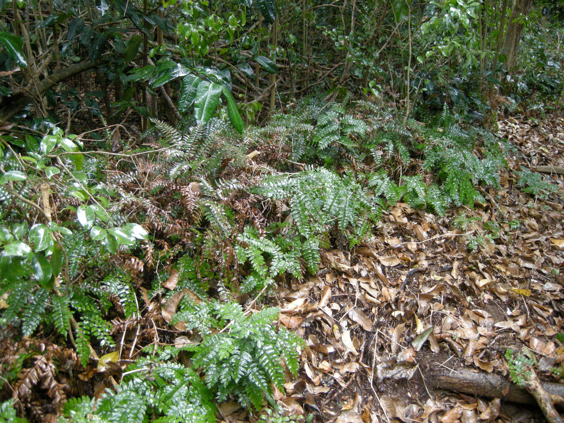 adiantum_latifolium2md