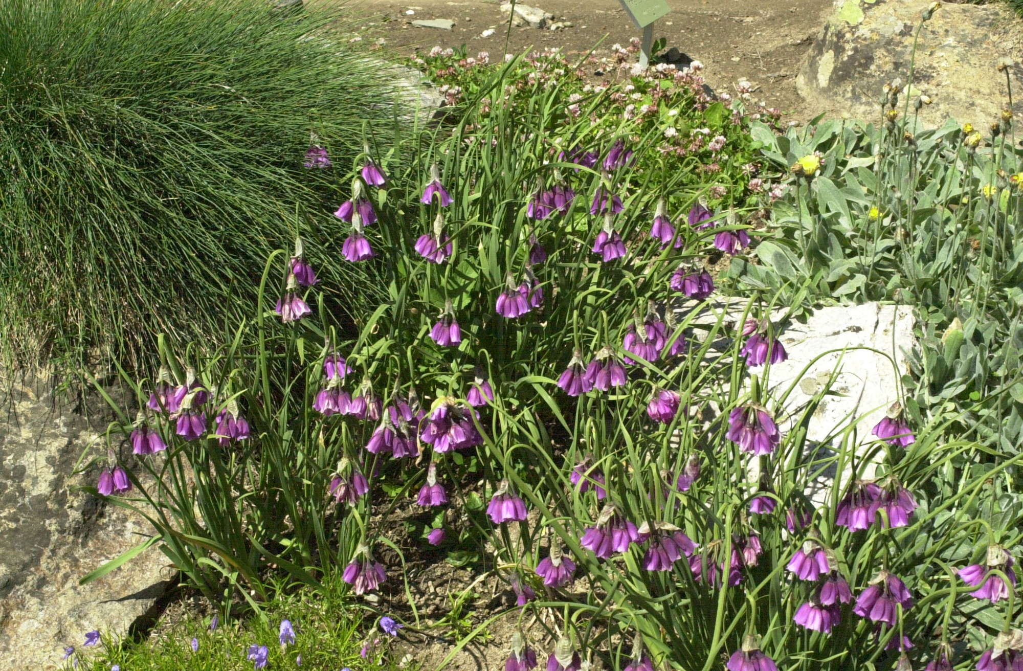 allium_insubricum1md