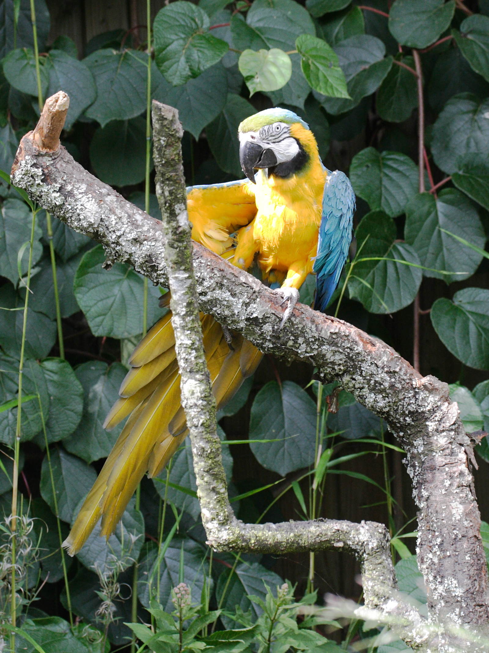 ara_bleu_-_ara_ararauna2md