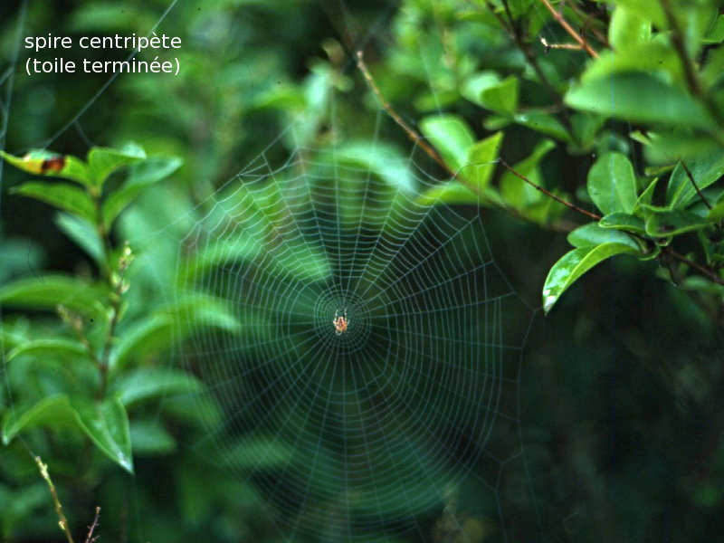 araneus_diadematus_toile2md