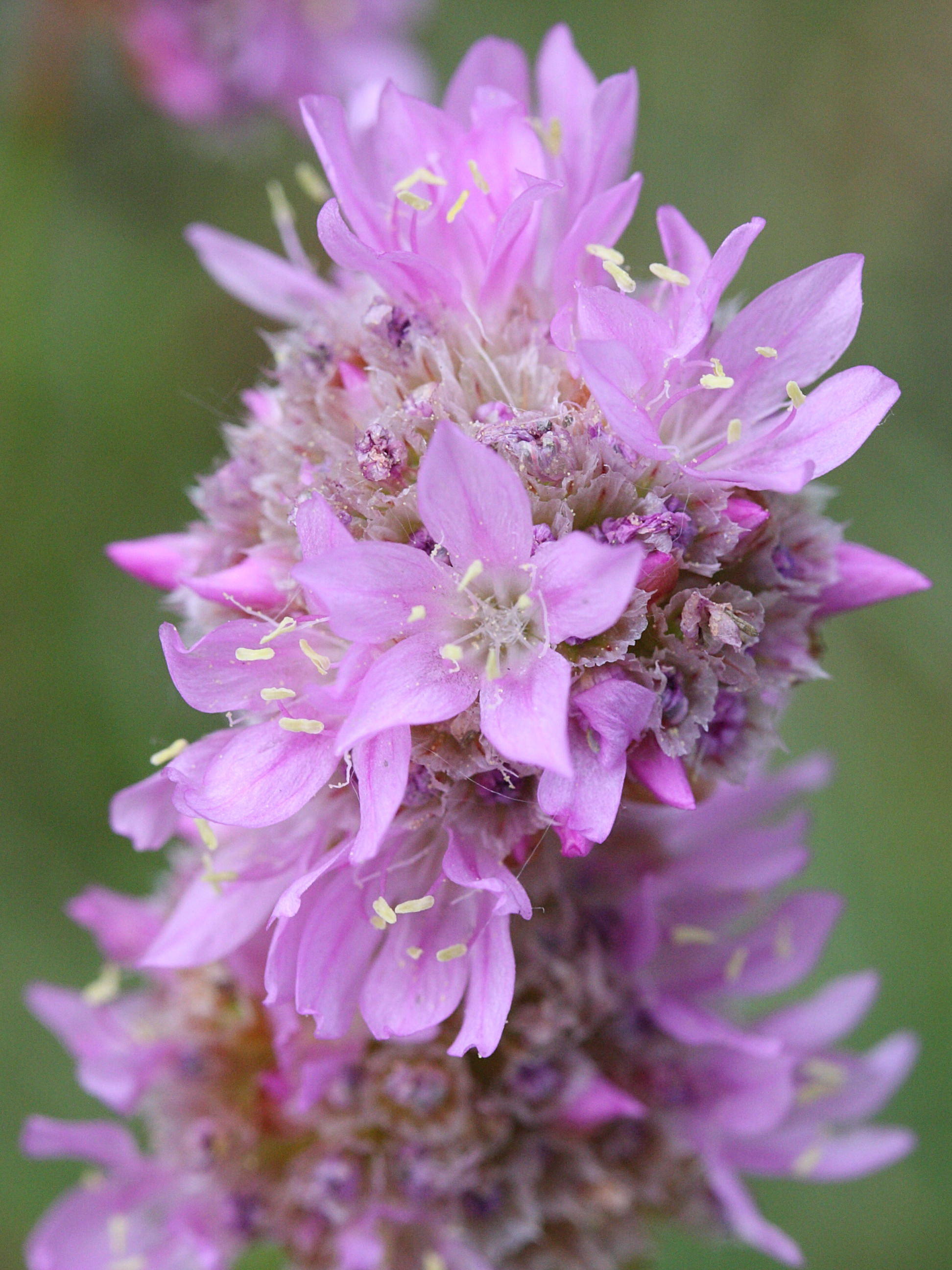 Afficher le média armeria_halleri2bmd armeria_halleri2bmd