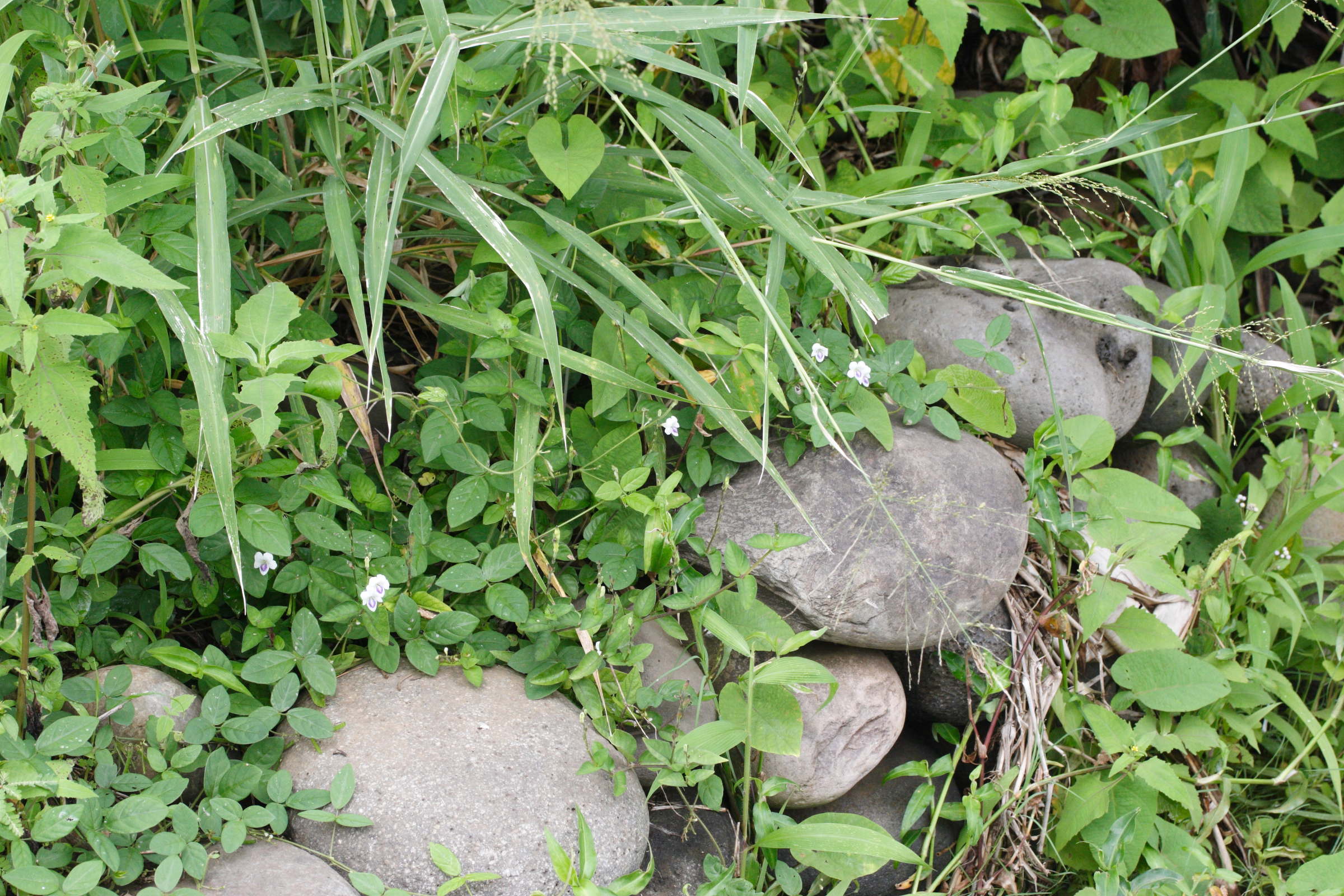 asystasia_gangetica_micrantha4md