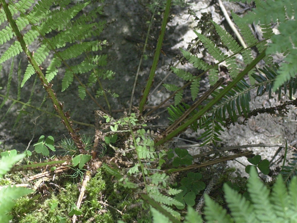 Afficher le média athyrium_filis-femina4md athyrium_filis-femina4md