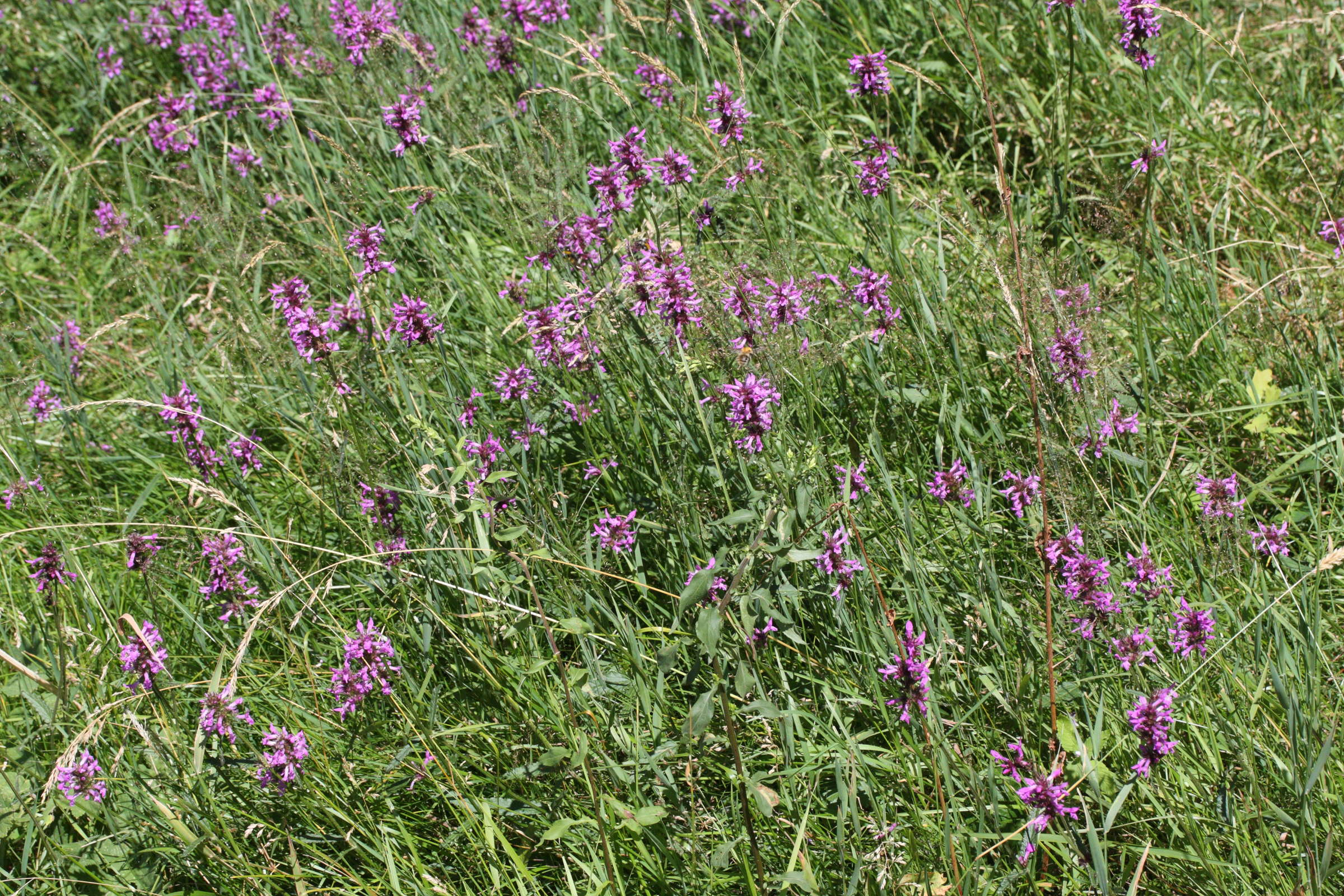 Afficher le média betonica_officinalis_officinalis3md betonica_officinalis_officinalis3md