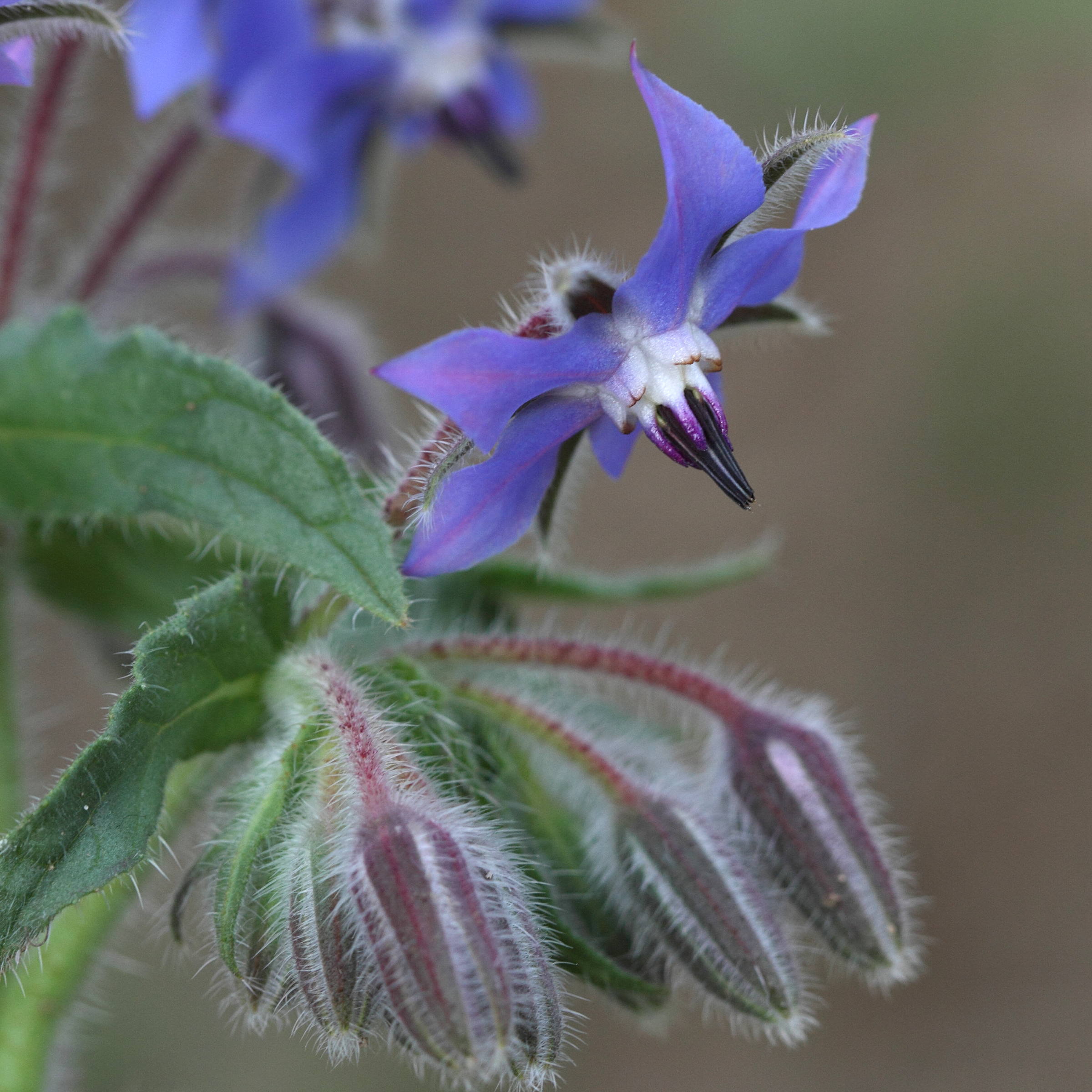borago_officinalis4bd