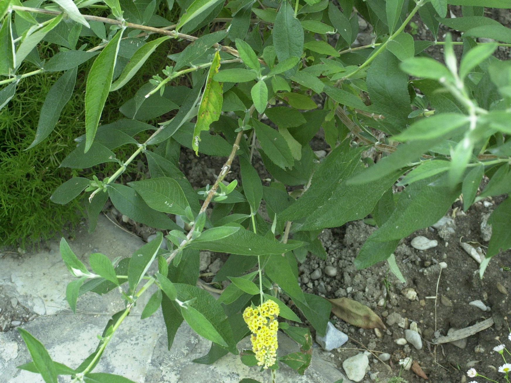 Afficher le média Buddleia_x weyeriana Buddleia_x weyeriana