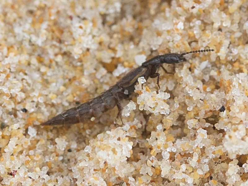 cafius_xantholoma2md