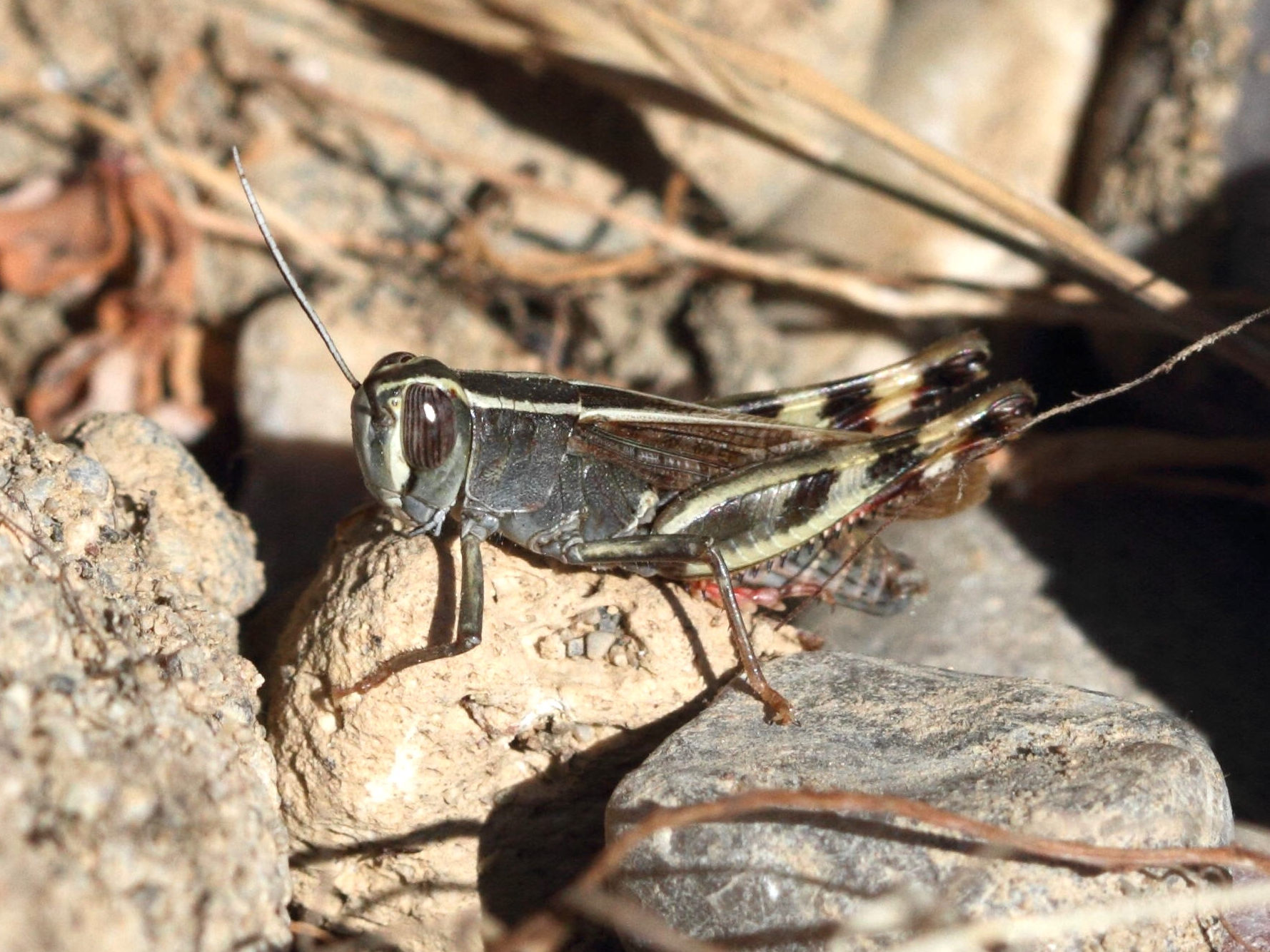 calliptamus_coelesyriensis1bd