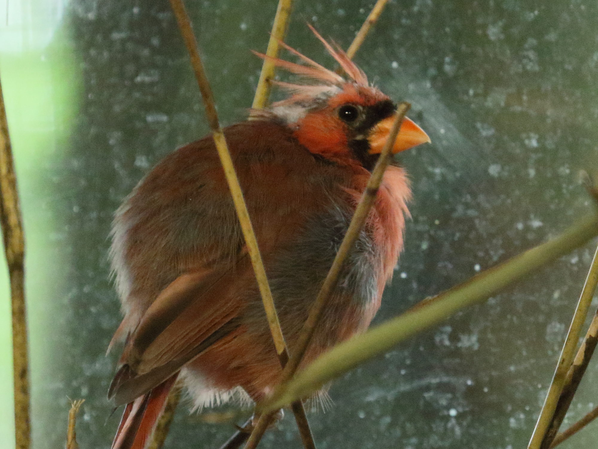 cardinal_rouge_-_cardinalis_cardinalis3bd