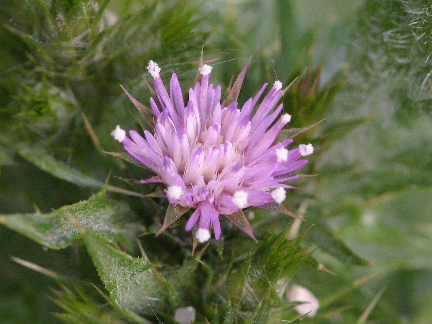 carduus_tenuiflorus3md