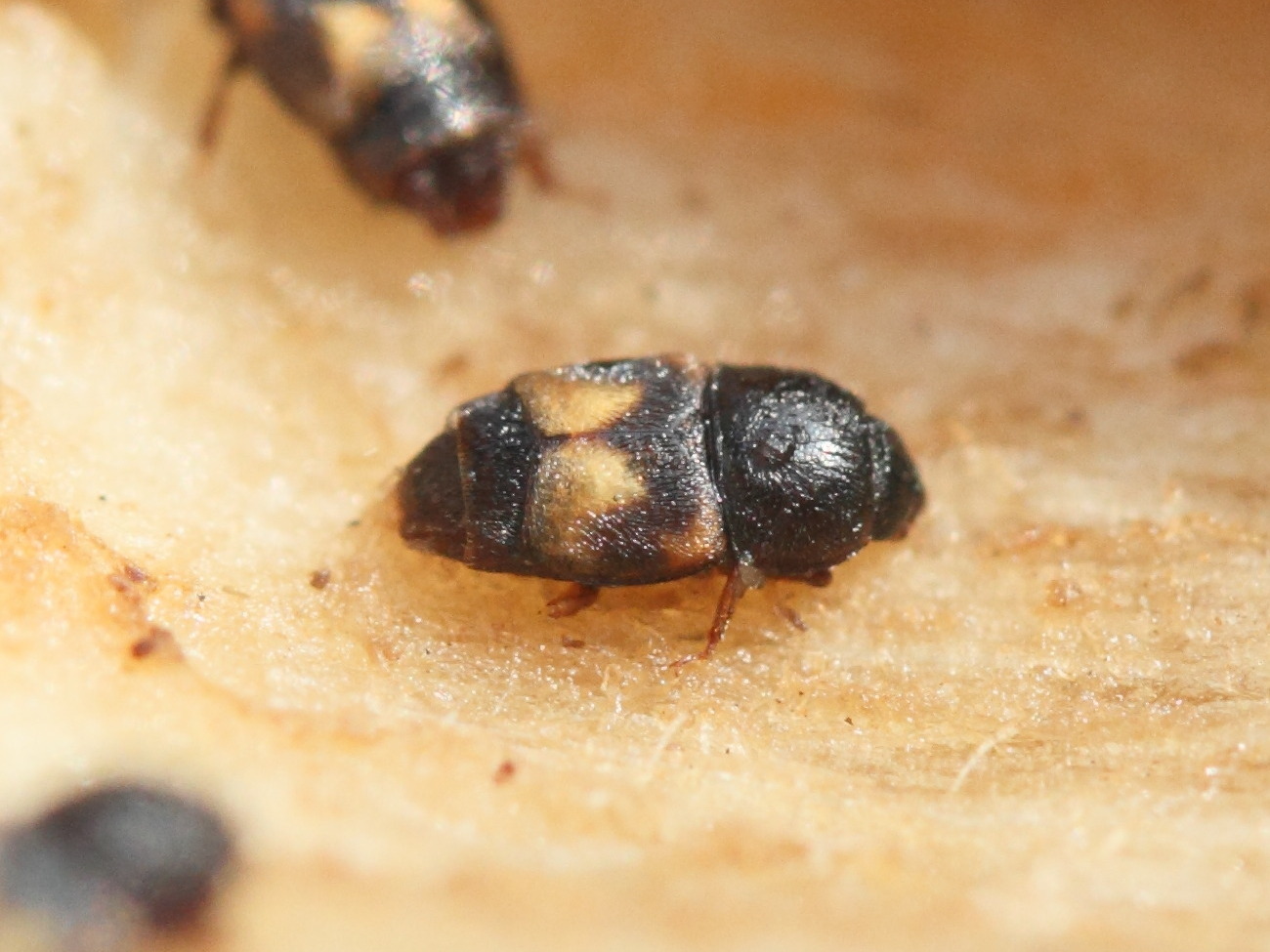 Afficher le média carpophilus_hemipterus1md carpophilus_hemipterus1md