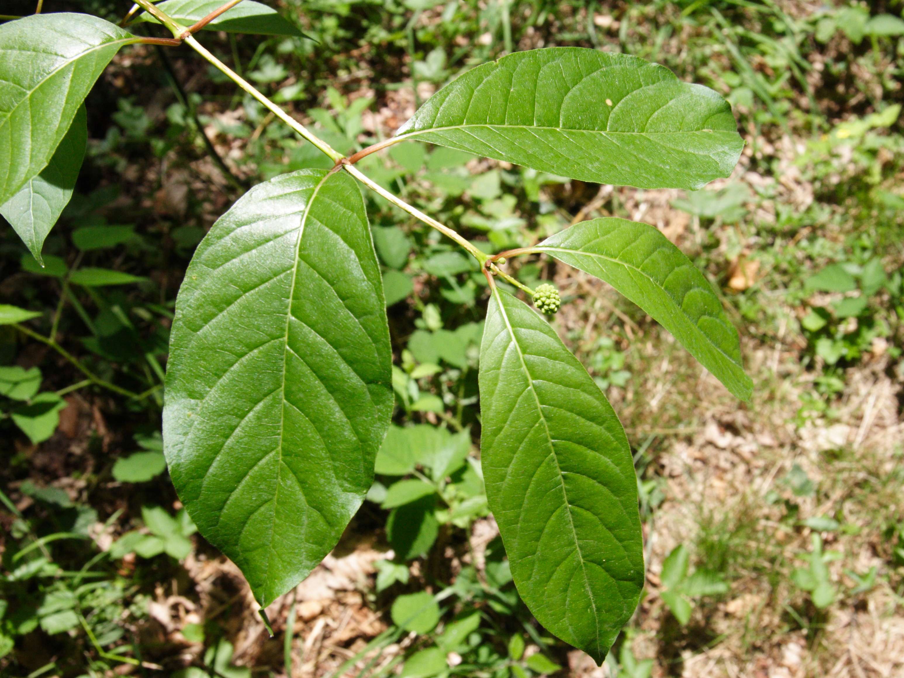 cephalanthus_occidentalis2md