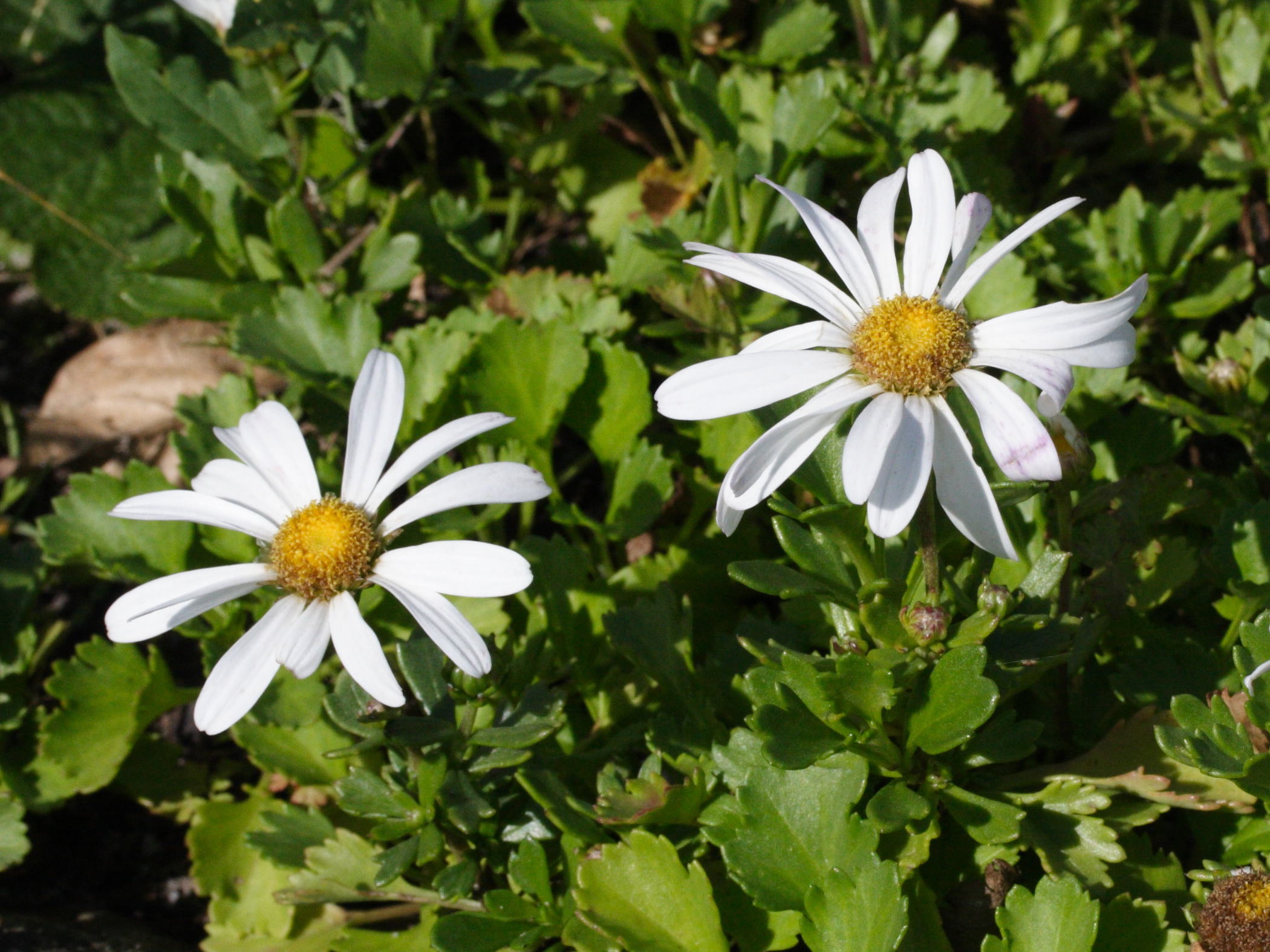 Afficher le média chrysanthemum_arcticum2md chrysanthemum_arcticum2md