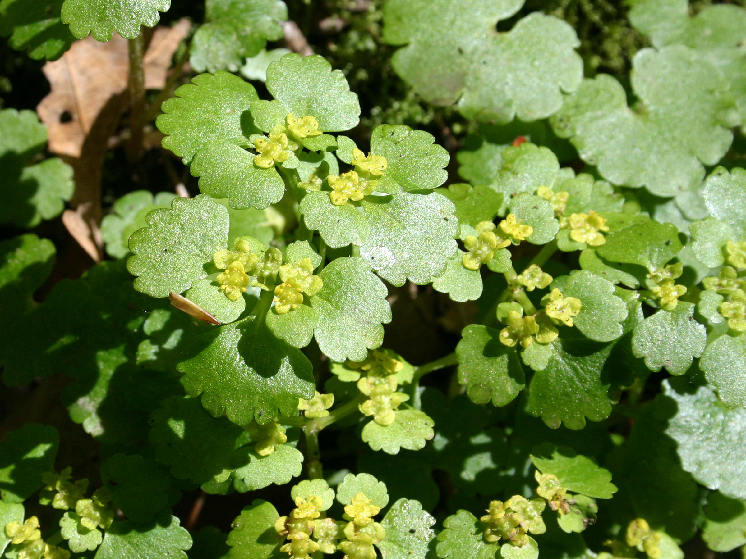 chrysosplenium_alternifolium2sd