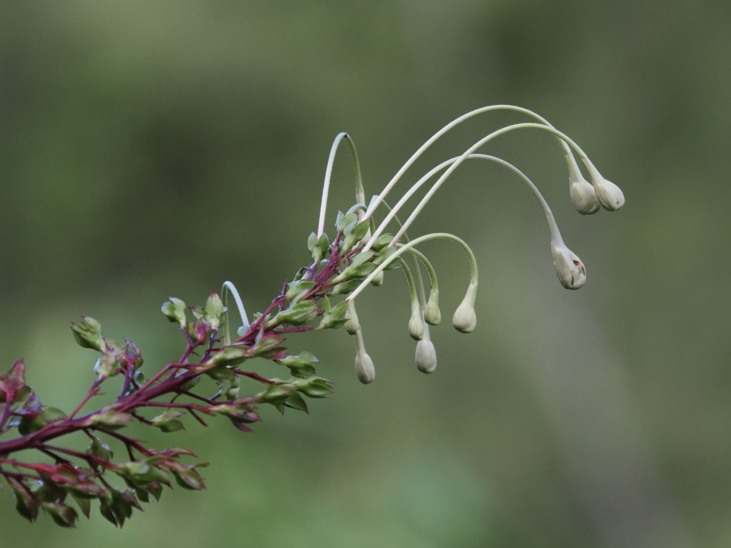 clerodendrum_indicum4bd
