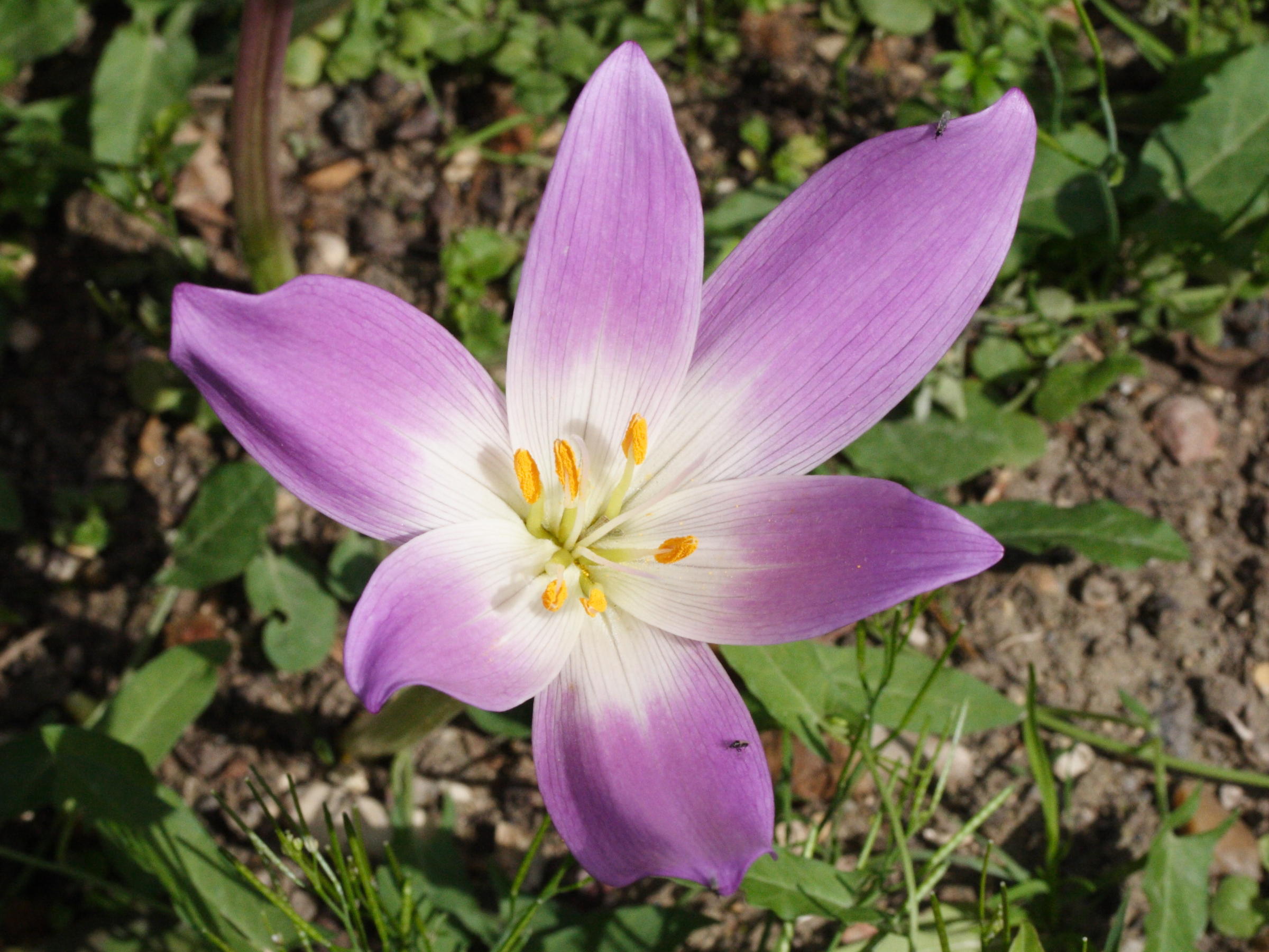 colchicum_speciosum2md
