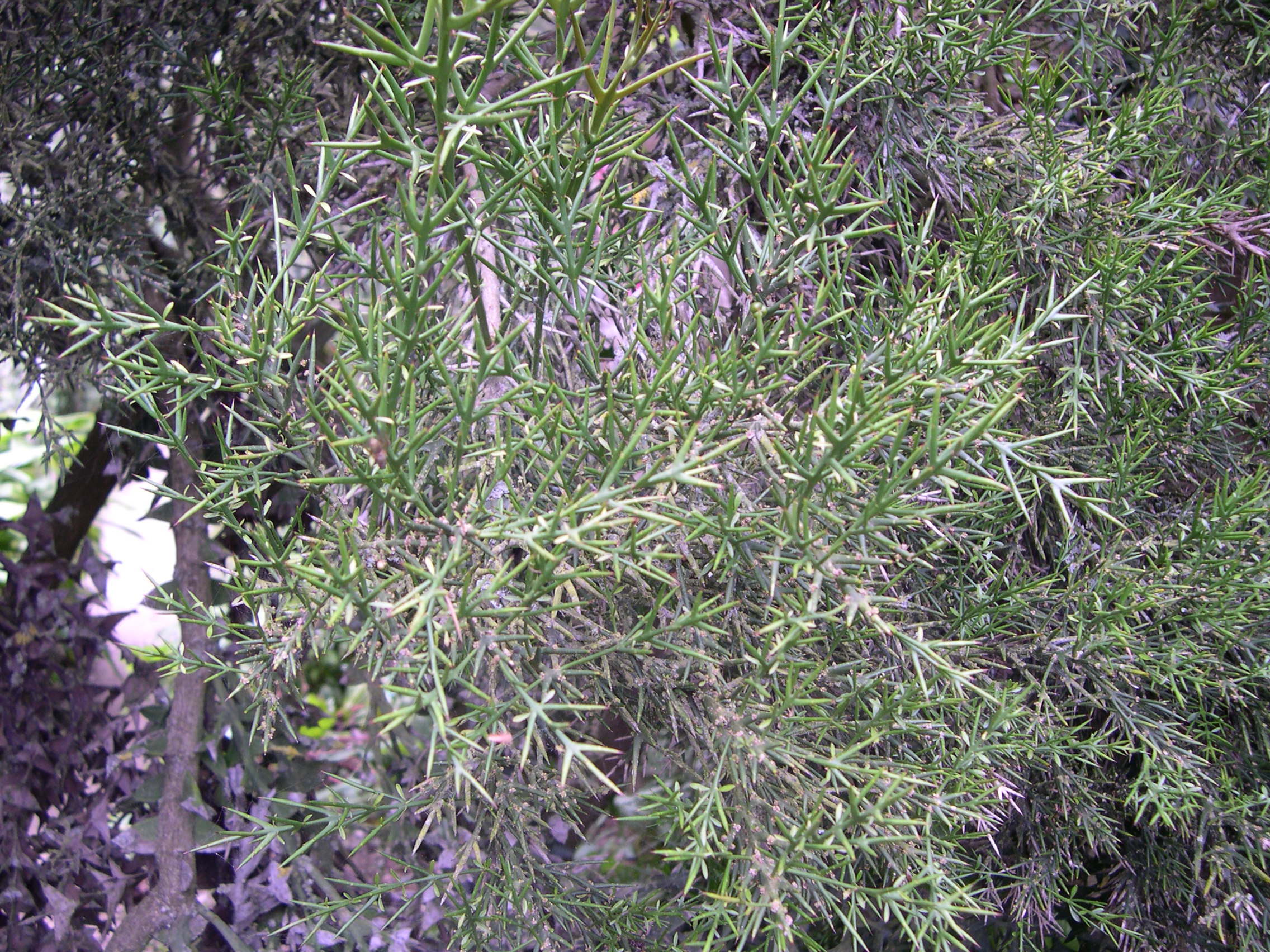 Colletia_spinosissima