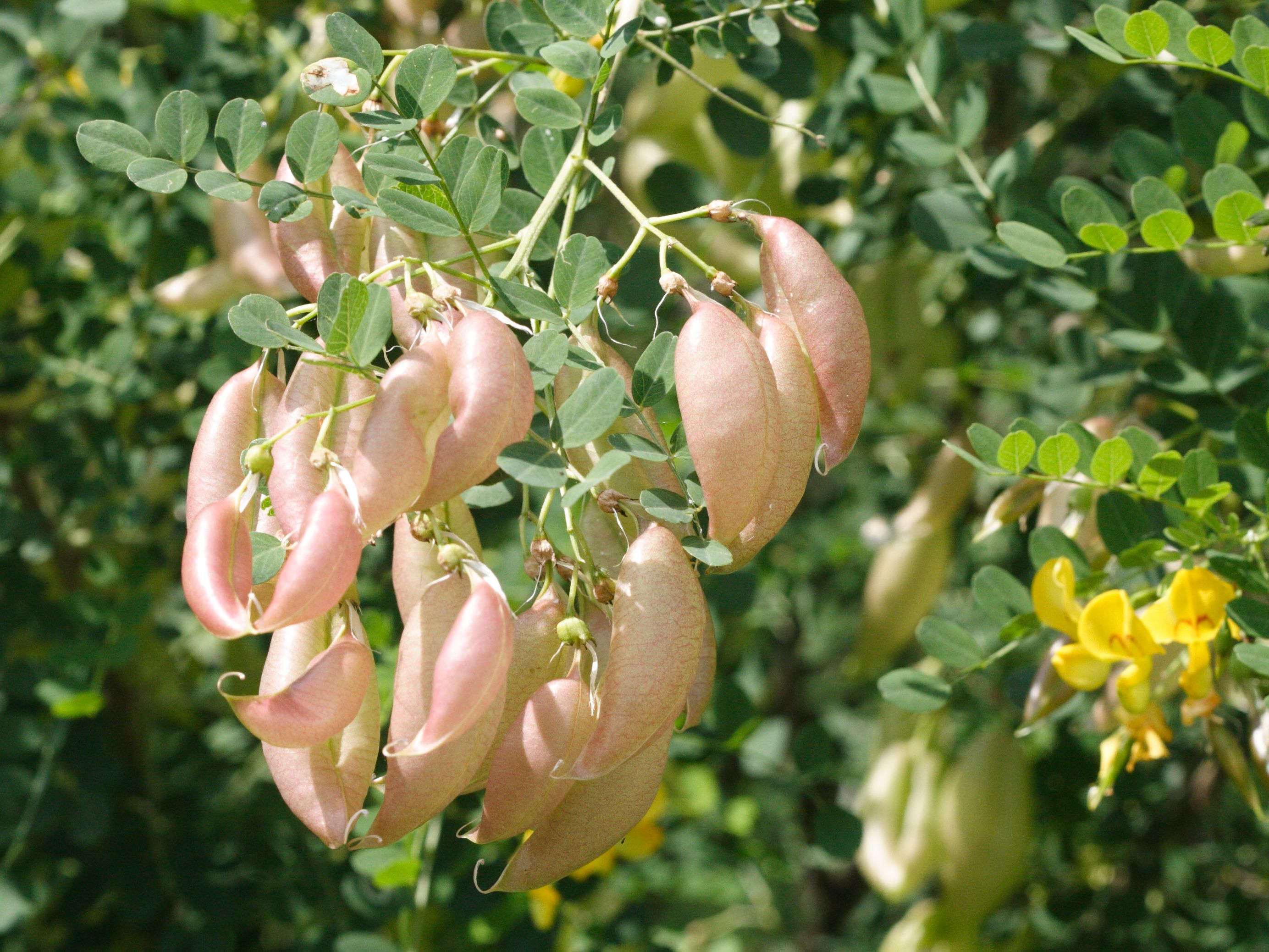 colutea_arborescens5md