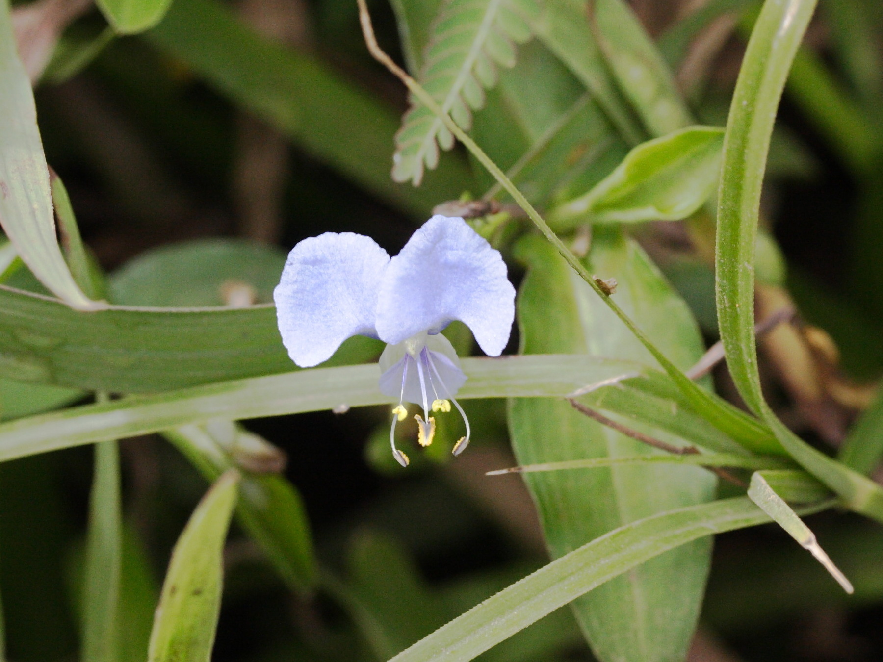 commelina_diffusa3md