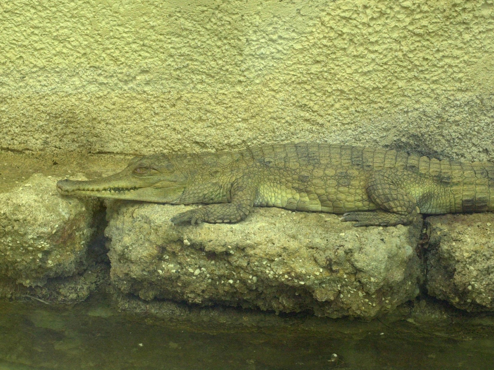crocodylus_cataphractus1md