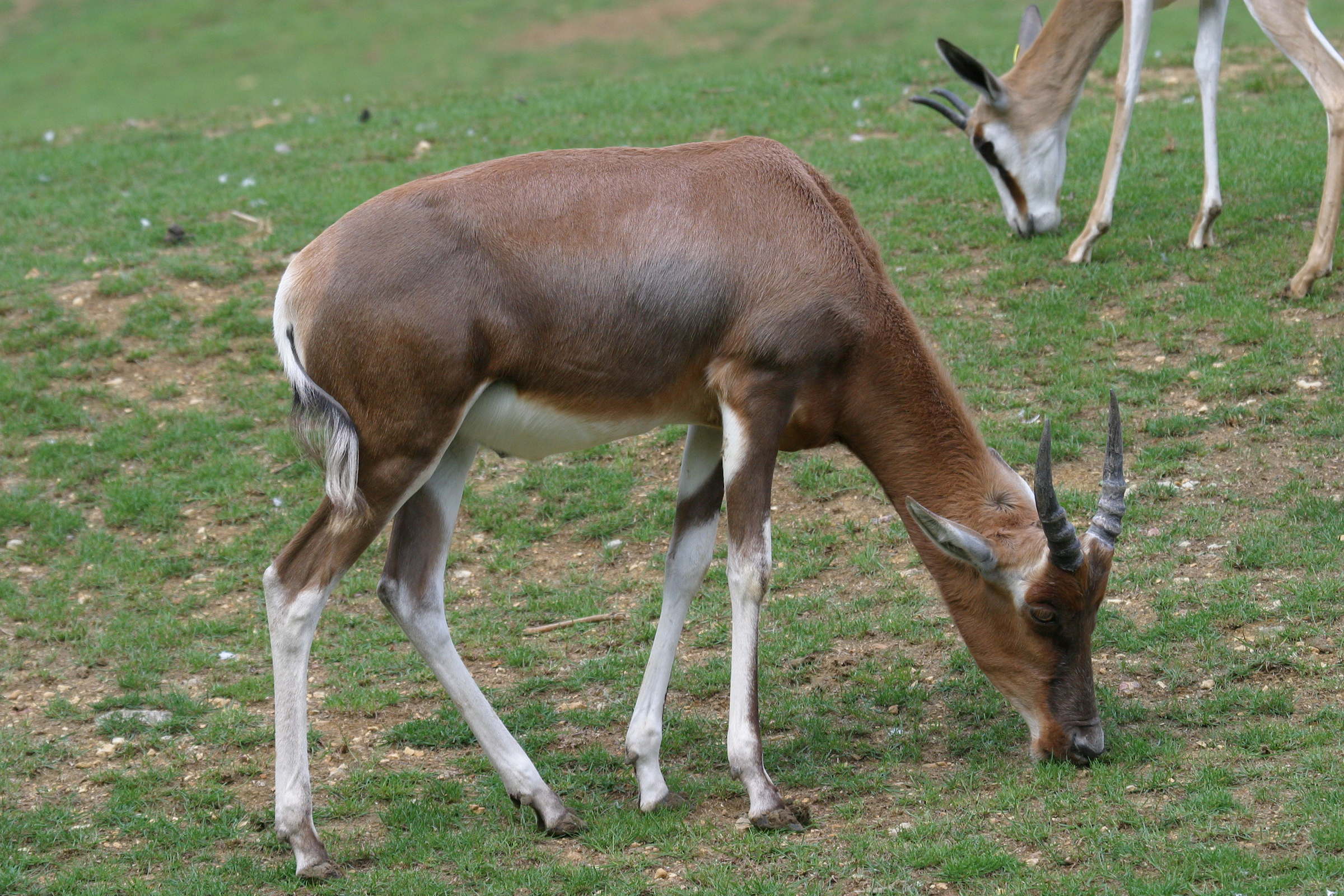 damaliscus_pygargus_phillipsi2bd