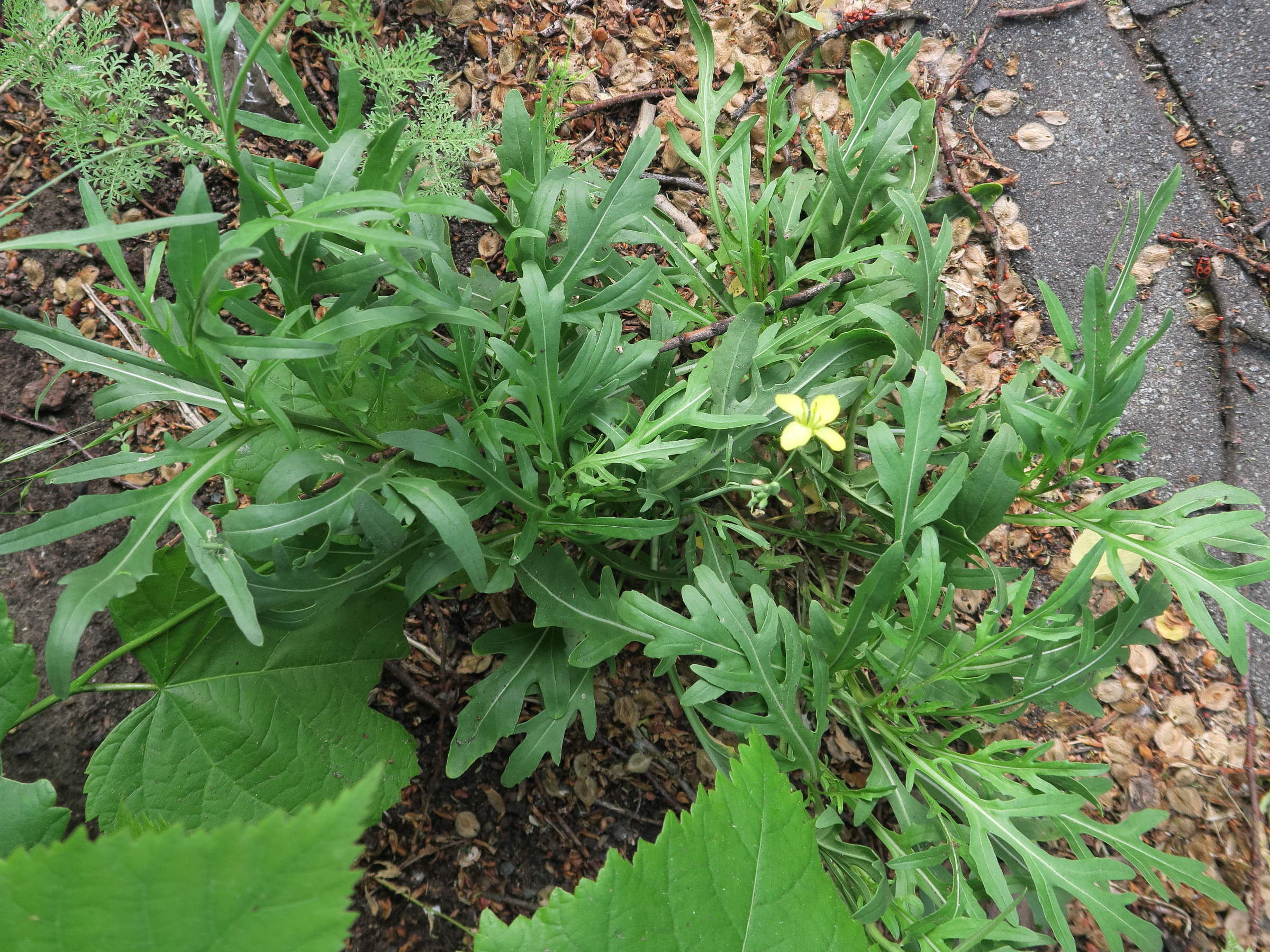 Afficher le média diplotaxis_muralis6md diplotaxis_muralis6md