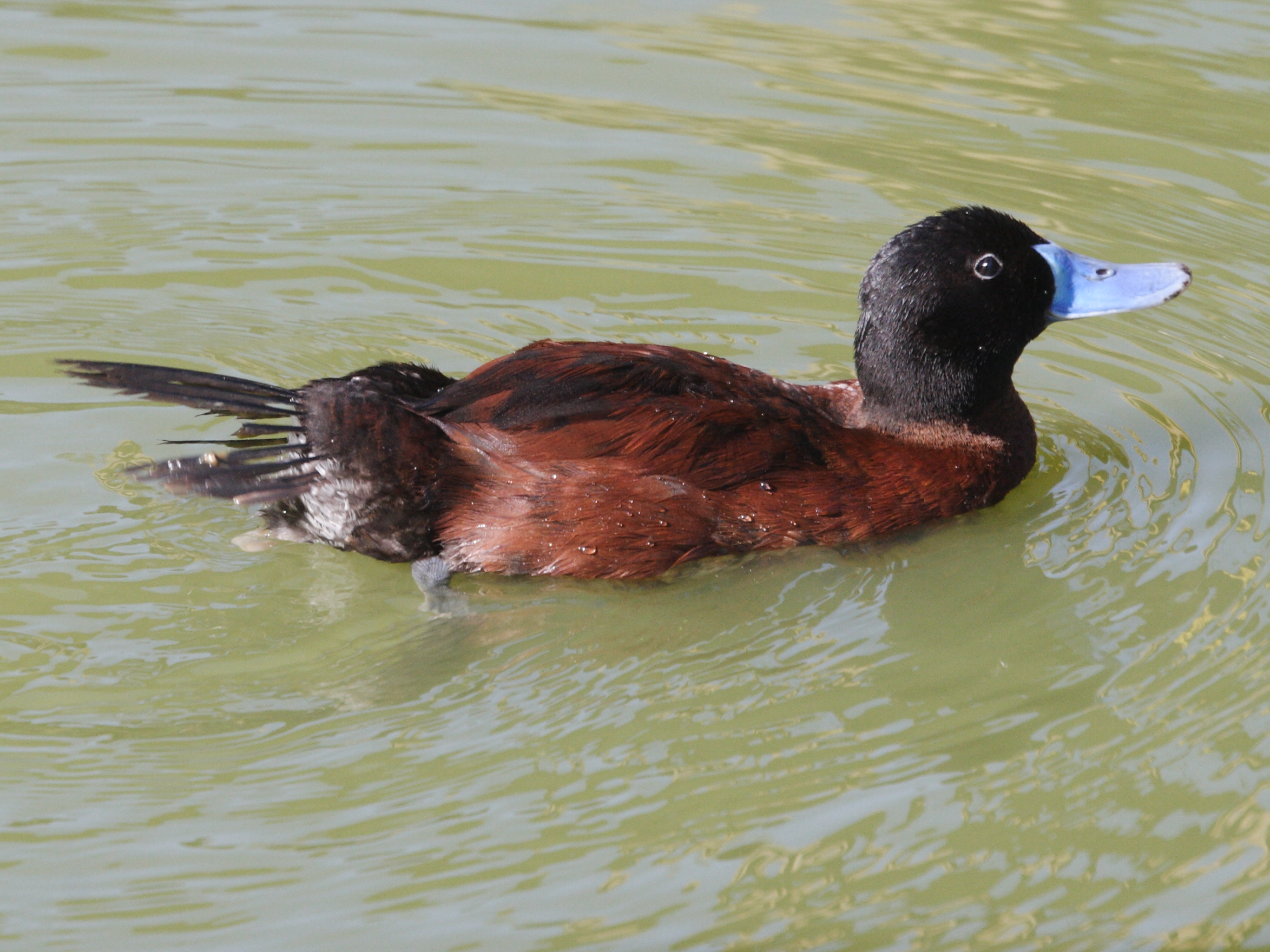 erismature_d-argentine_-_oxyura_vittata1bd
