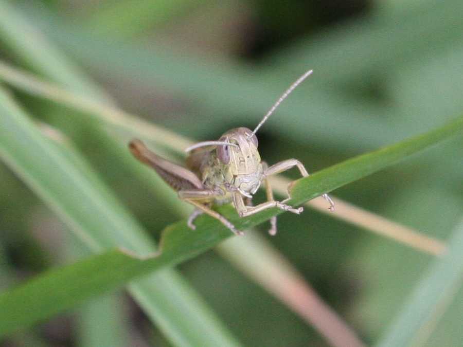 euchorthippus_pulvinatus4md