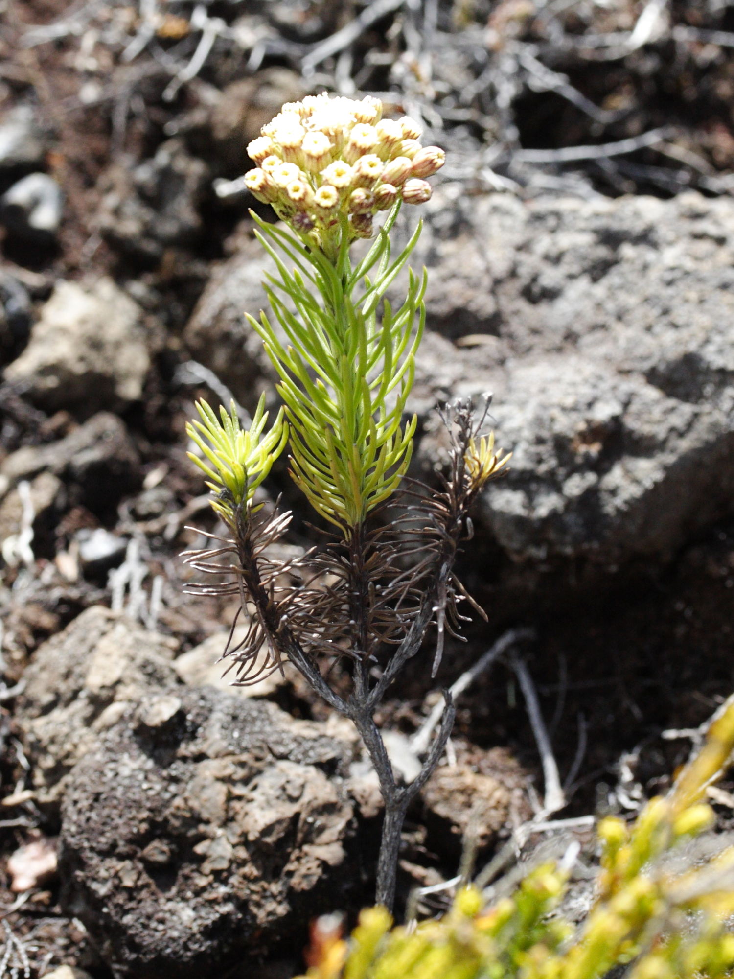 faujasia_pinifolia2md