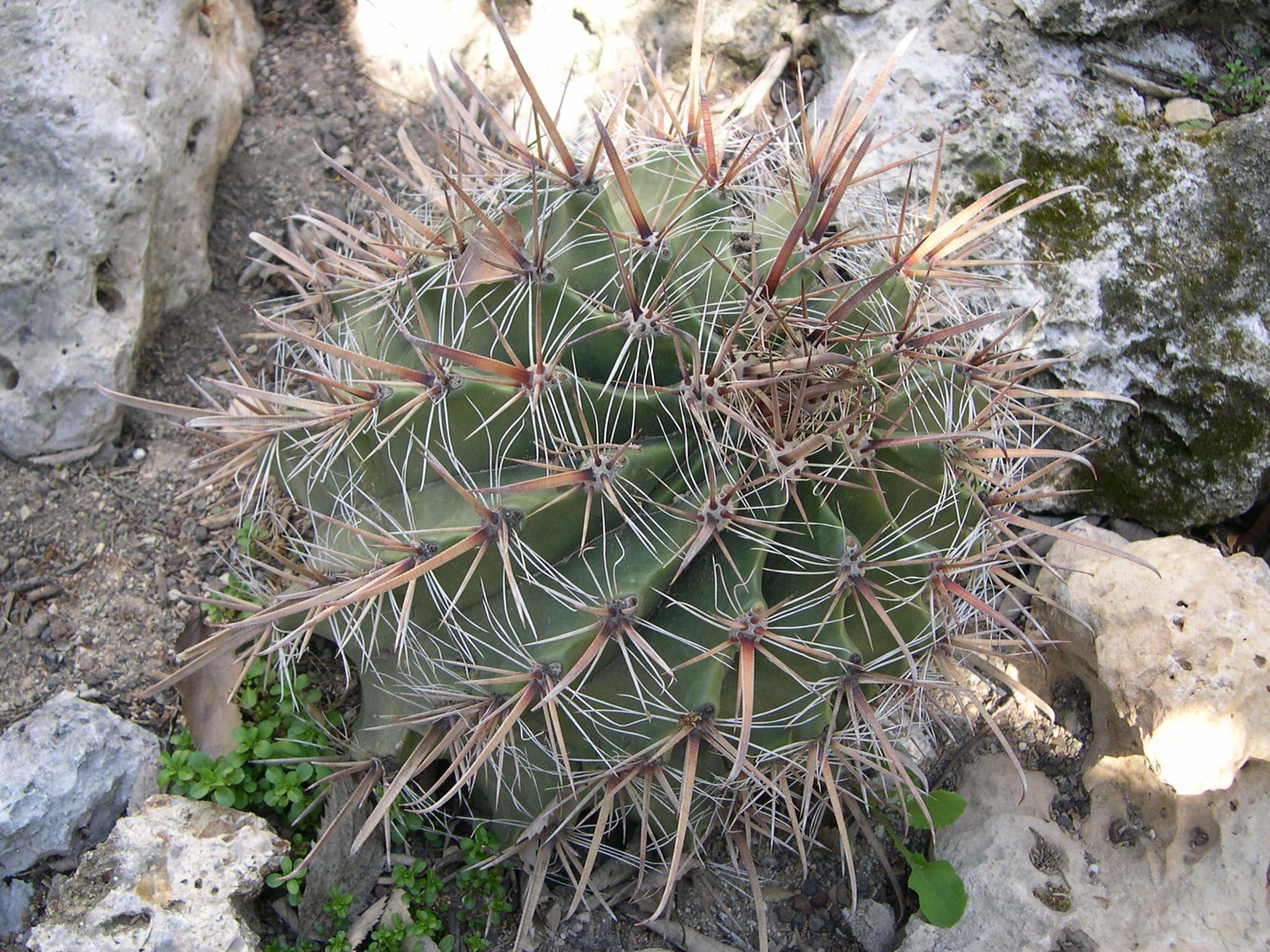 ferocactus_pilosus1bmd