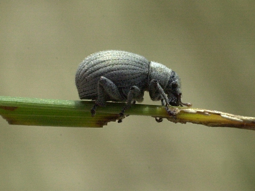 foucartia_cremieri1md