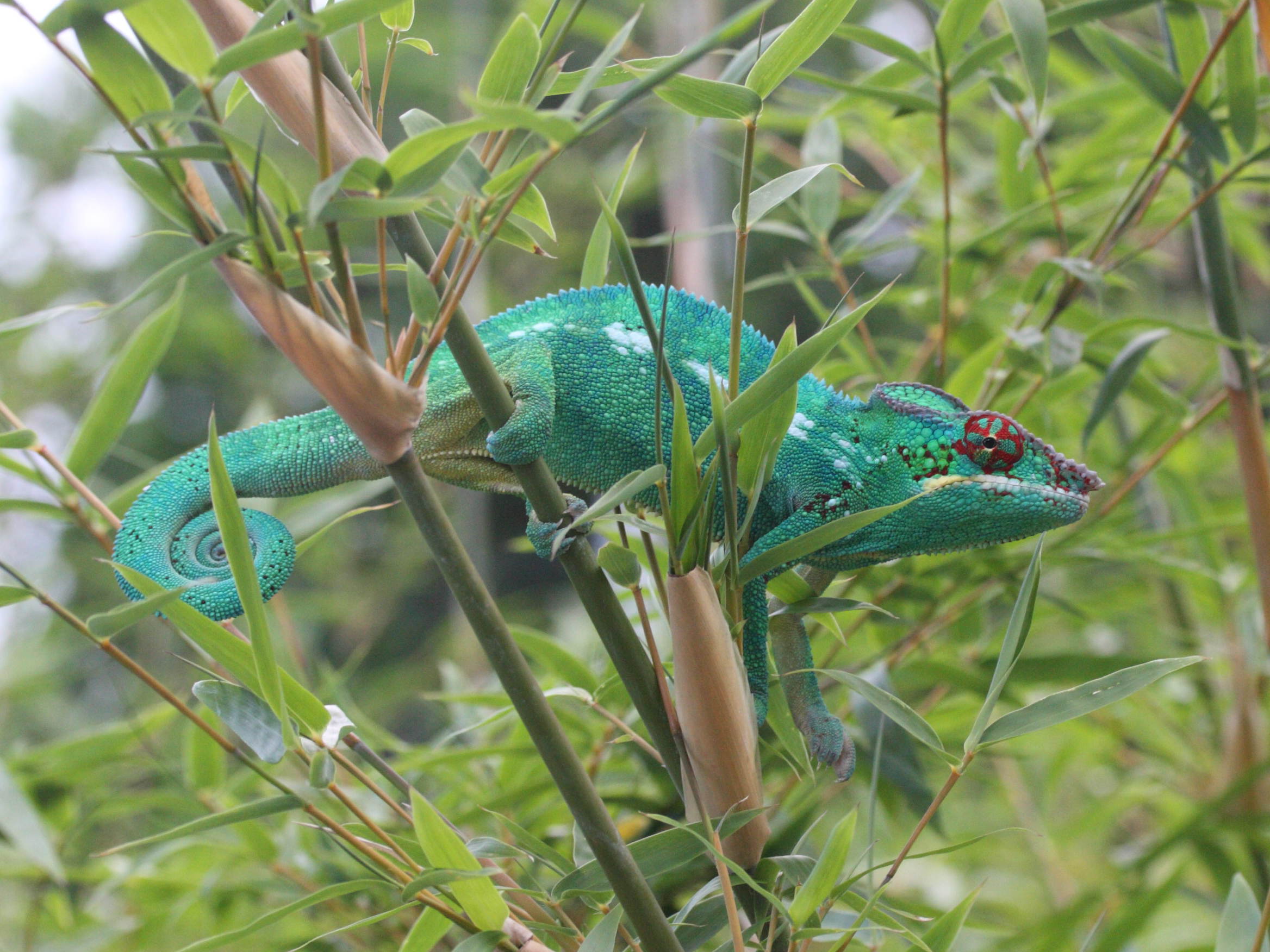 furcifer_pardalis2md